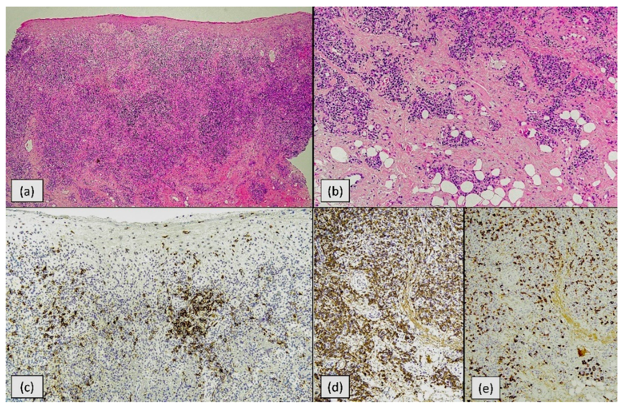 Dermato 05 00023 g002