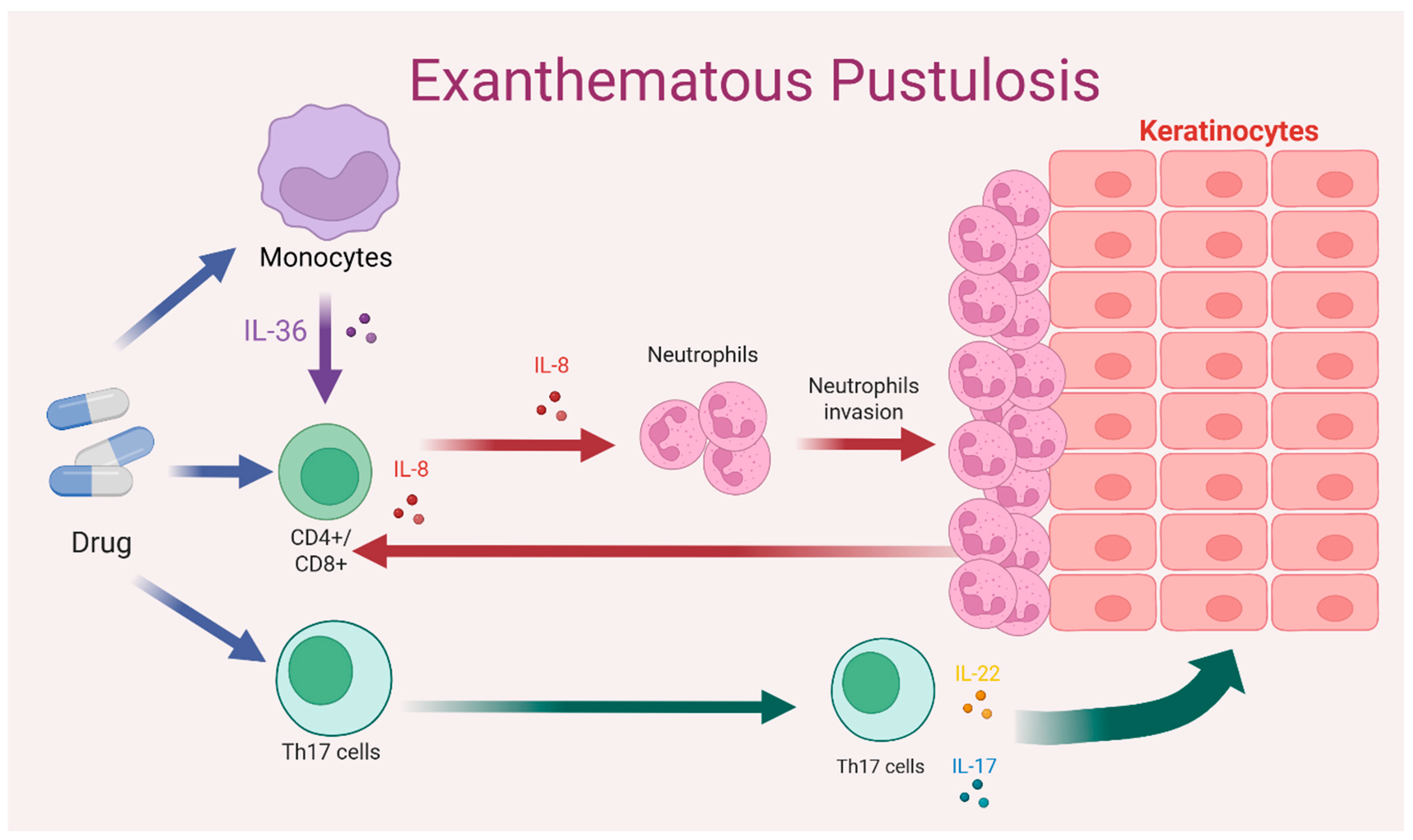 Dermato 06 00003 g002