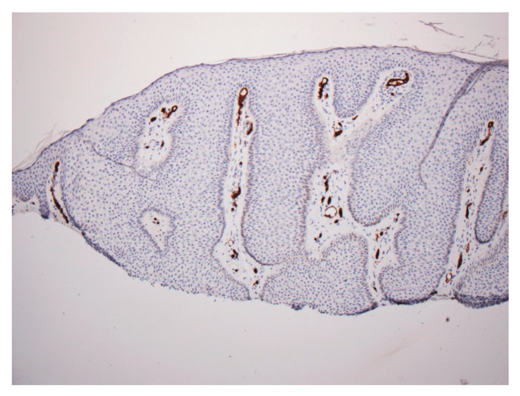 Dermatopathology 07 00005 g005 Dermatopathology 07 00005 g005