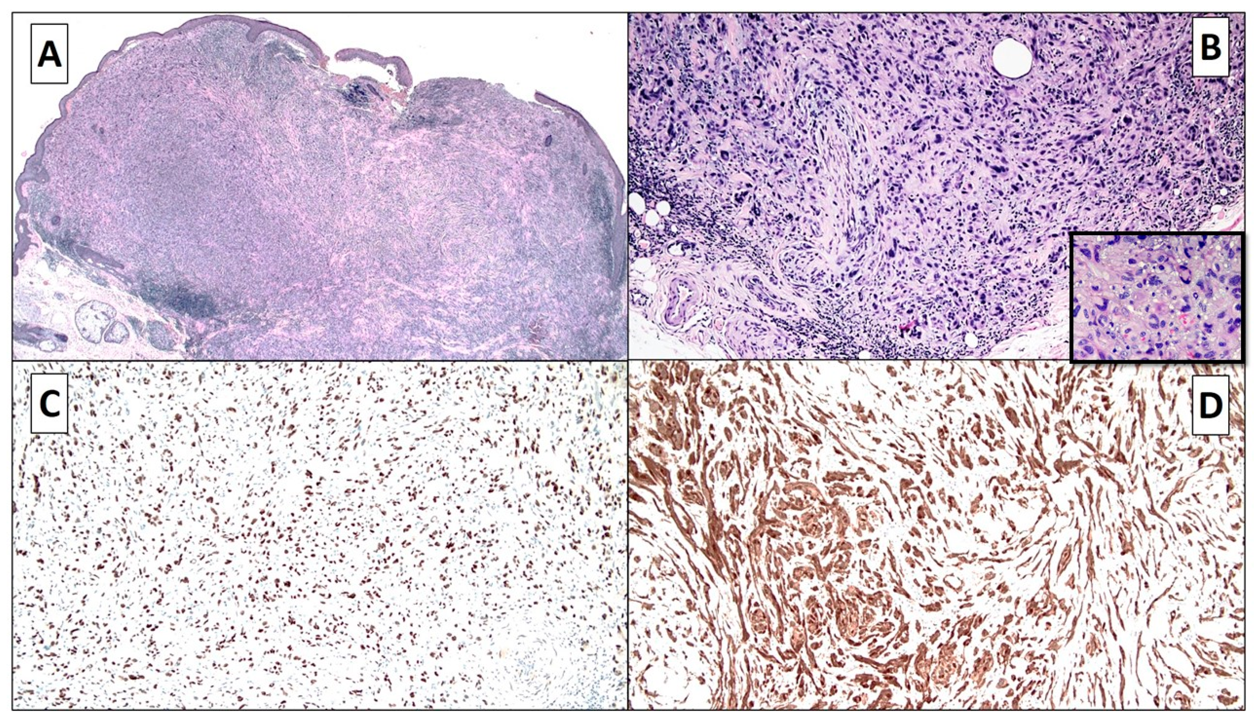 Dermatopathology 08 00004 g001