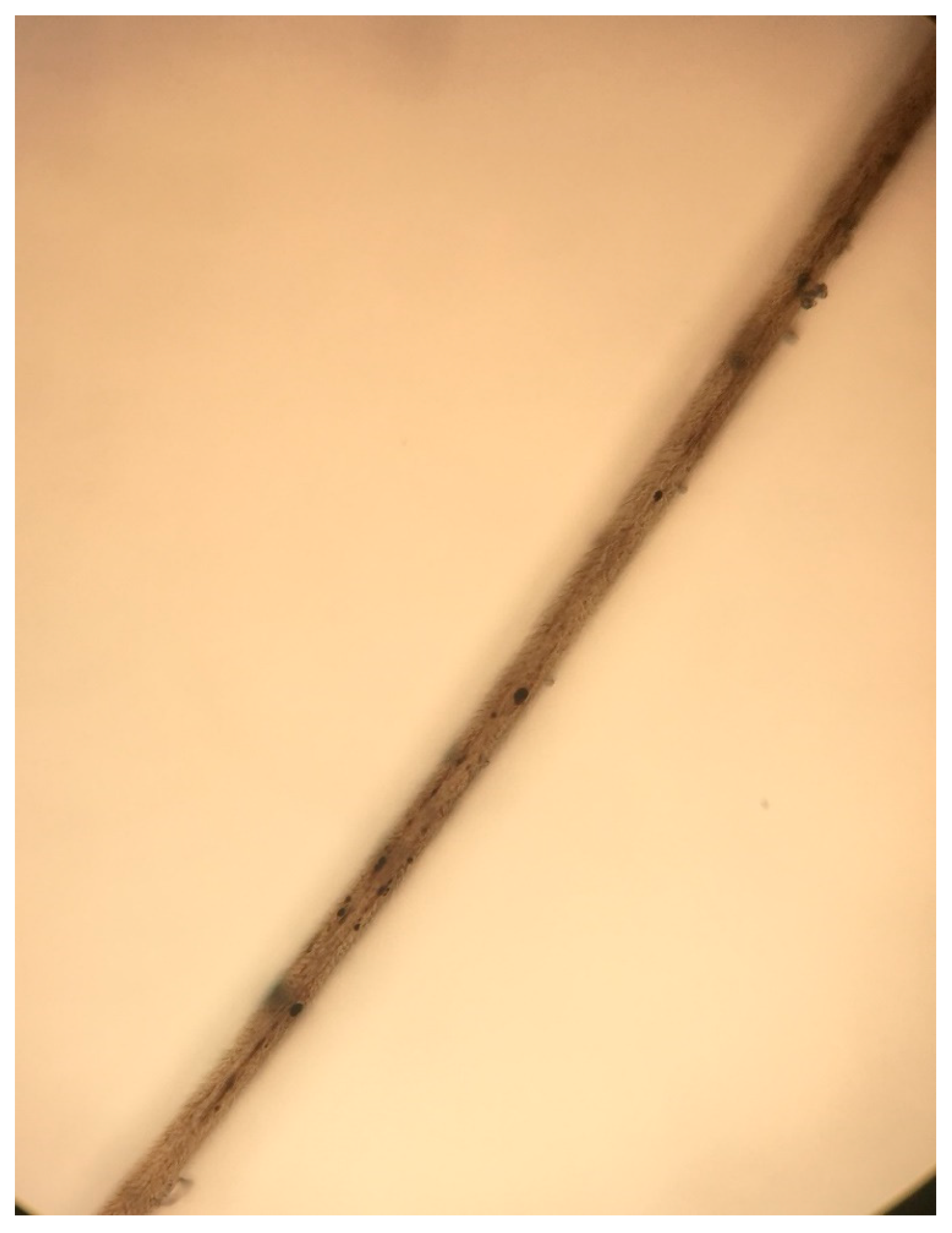 Dermatopathology 08 00010 g002