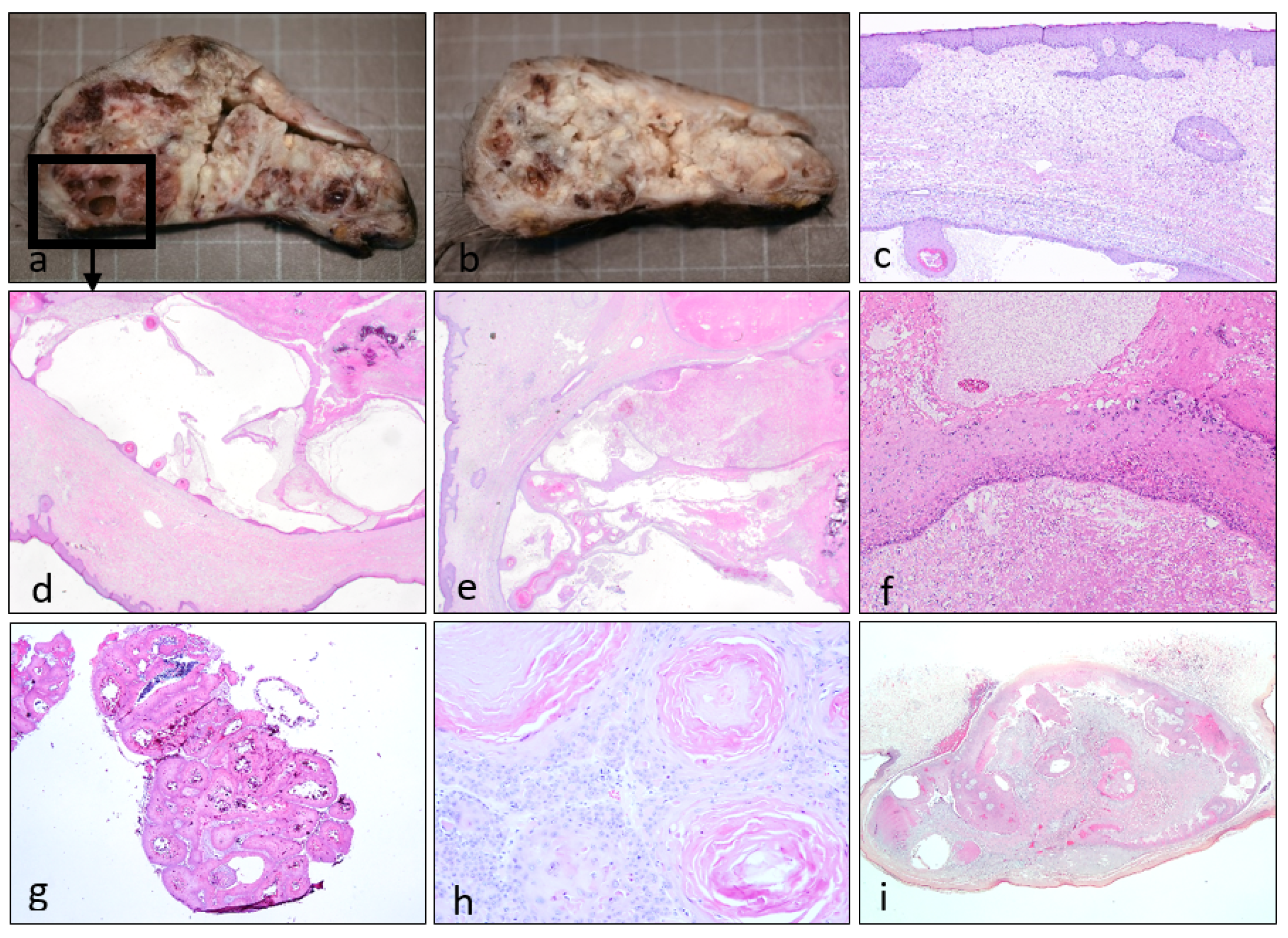 Dermatopathology 08 00021 g002 Dermatopathology 08 00021 g002
