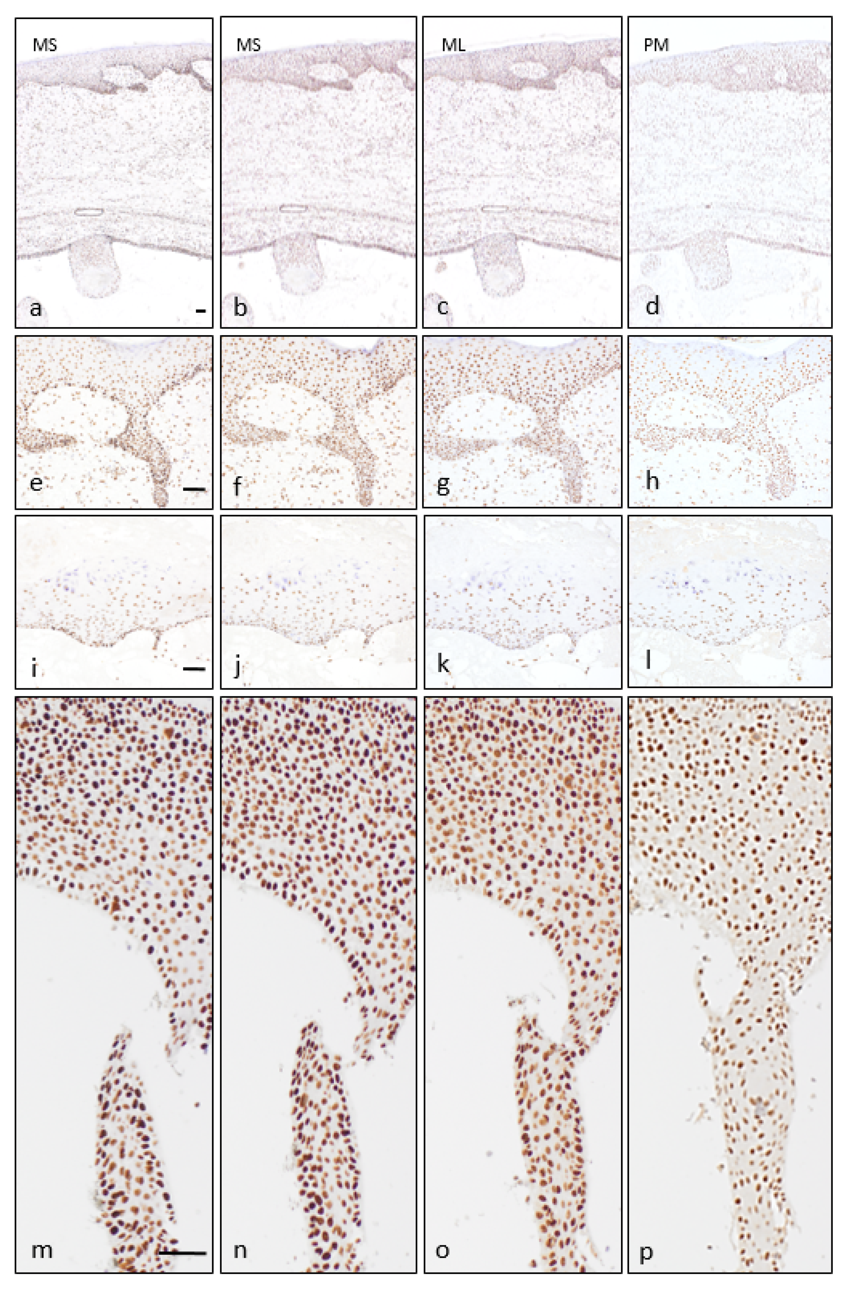Dermatopathology 08 00021 g003 Dermatopathology 08 00021 g003