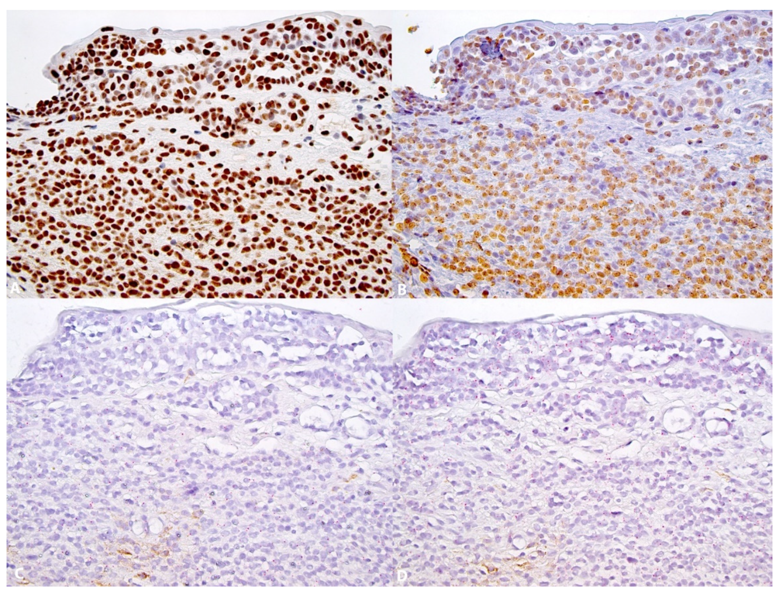 Dermatopathology 08 00023 g002 Dermatopathology 08 00023 g002