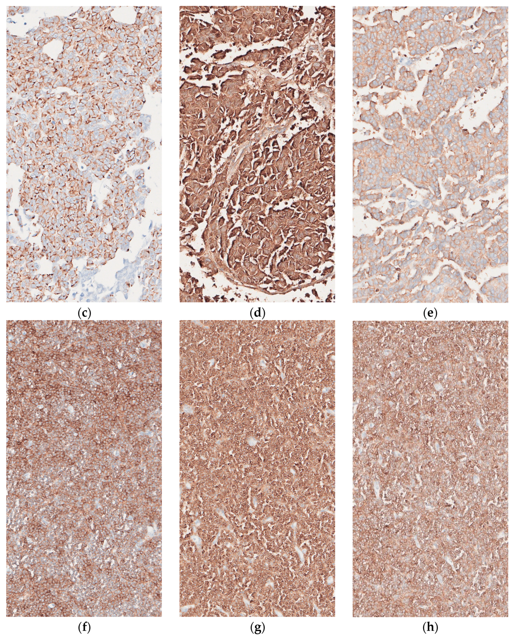 Dermatopathology 08 00025 g001b Dermatopathology 08 00025 g001b