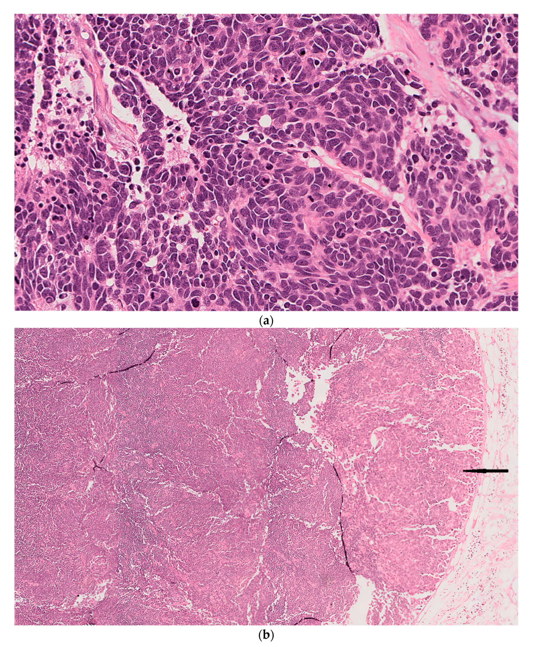 Dermatopathology 08 00025 g002a Dermatopathology 08 00025 g002a