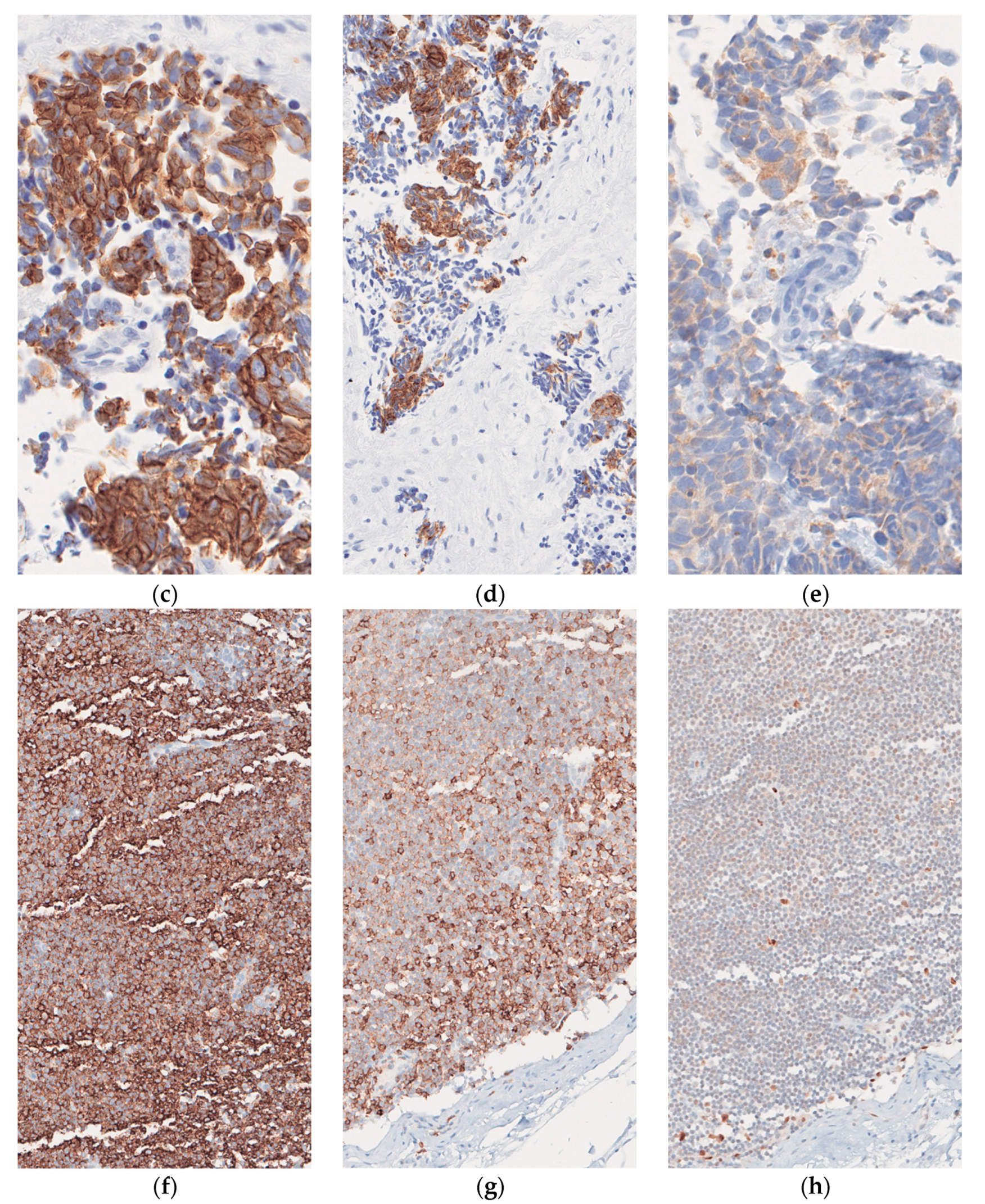 Dermatopathology 08 00025 g002b Dermatopathology 08 00025 g002b