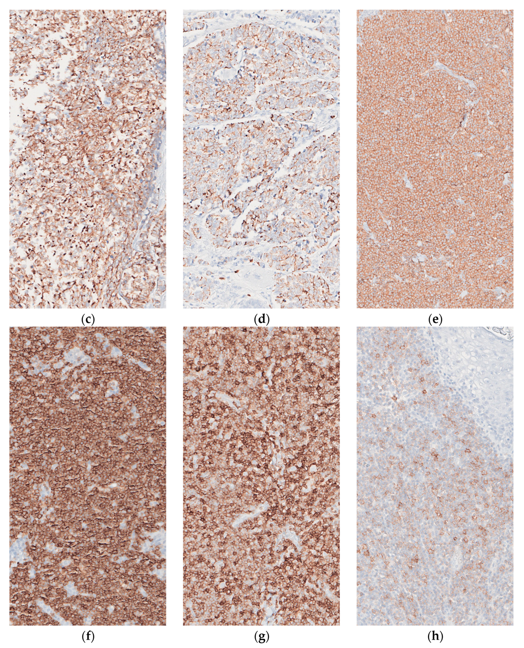 Dermatopathology 08 00025 g003b Dermatopathology 08 00025 g003b