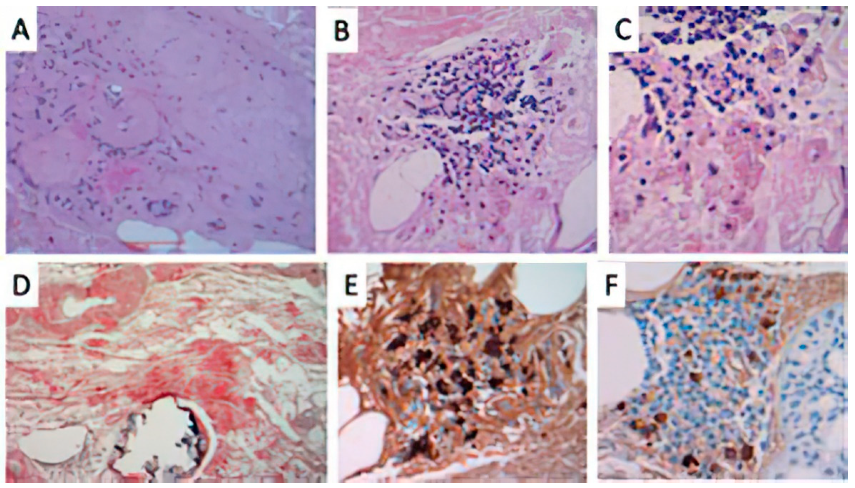 Dermatopathology 08 00028 g004