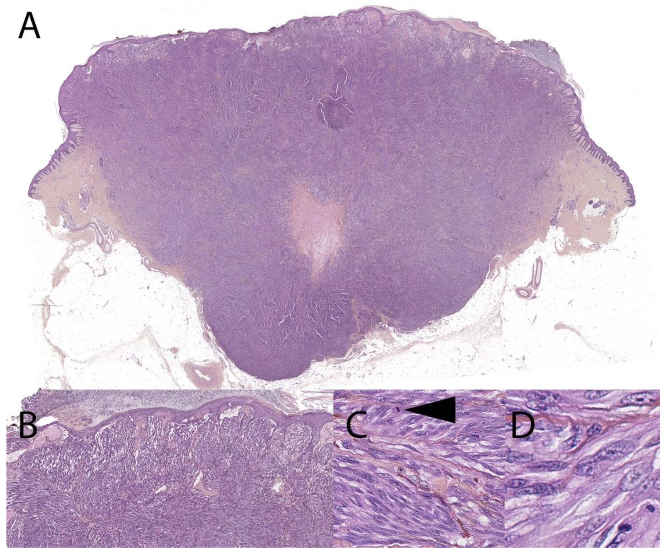 Dermatopathology 08 00036 g002
