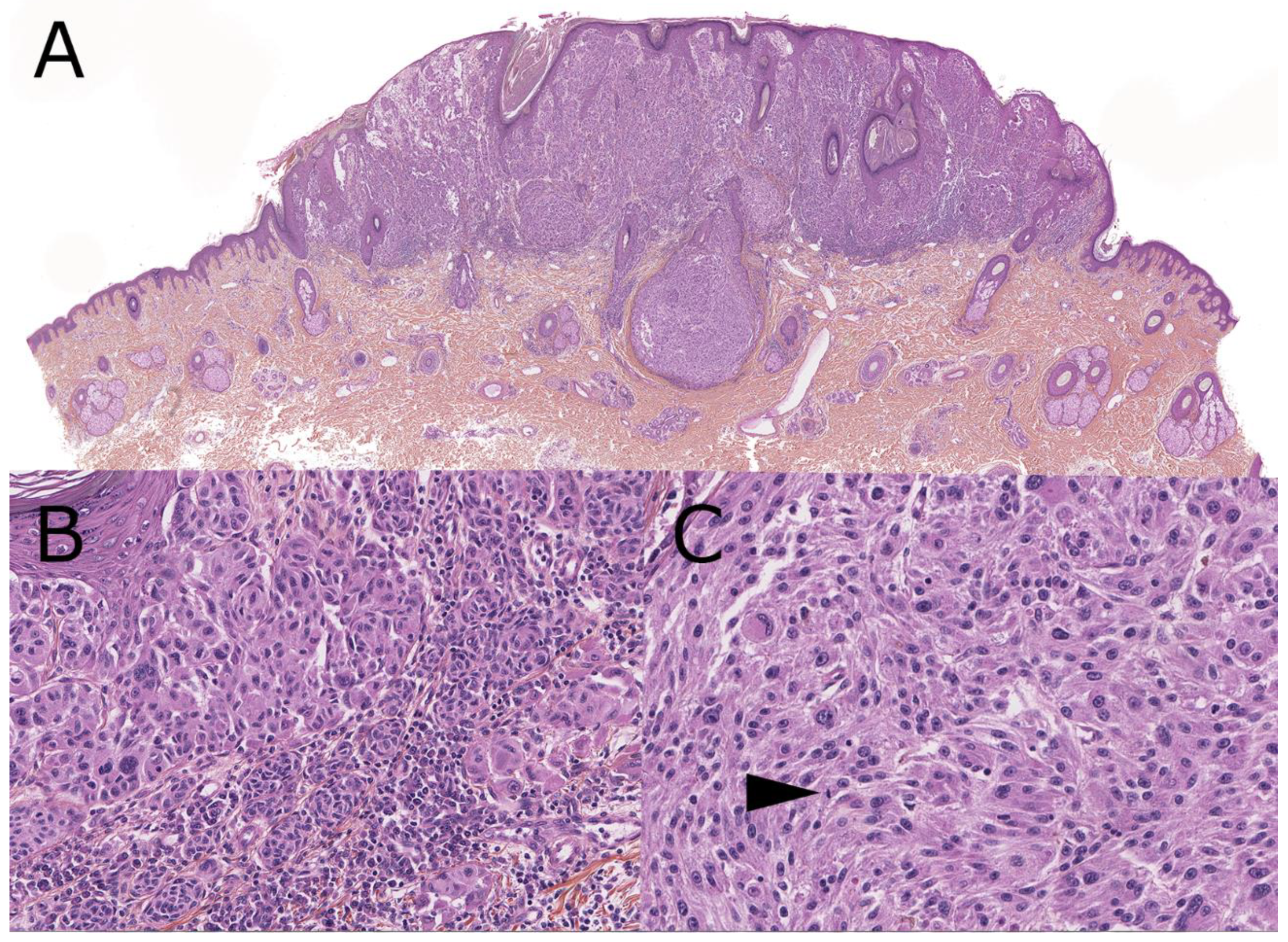 Dermatopathology 08 00036 g003