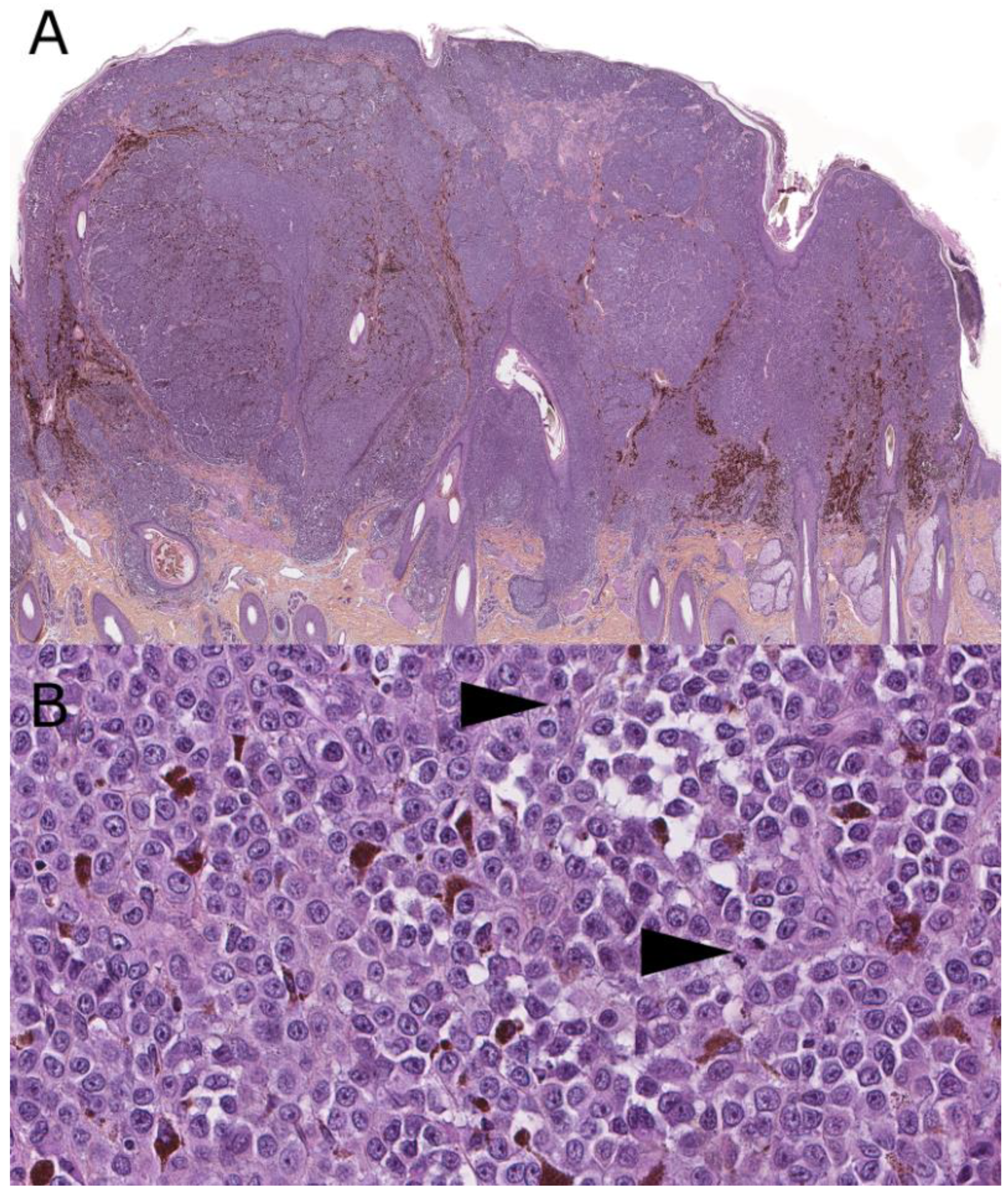 Dermatopathology 08 00036 g006