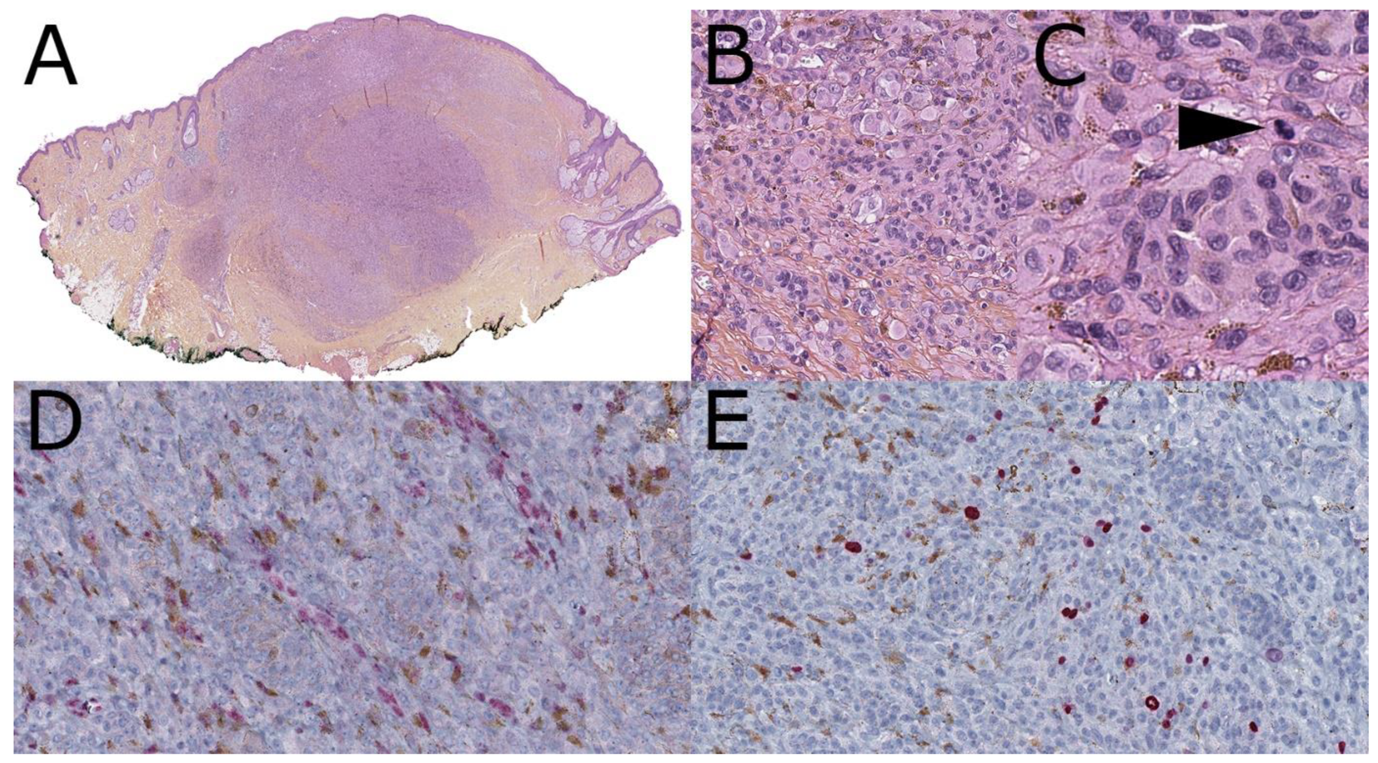 Dermatopathology 08 00036 g007