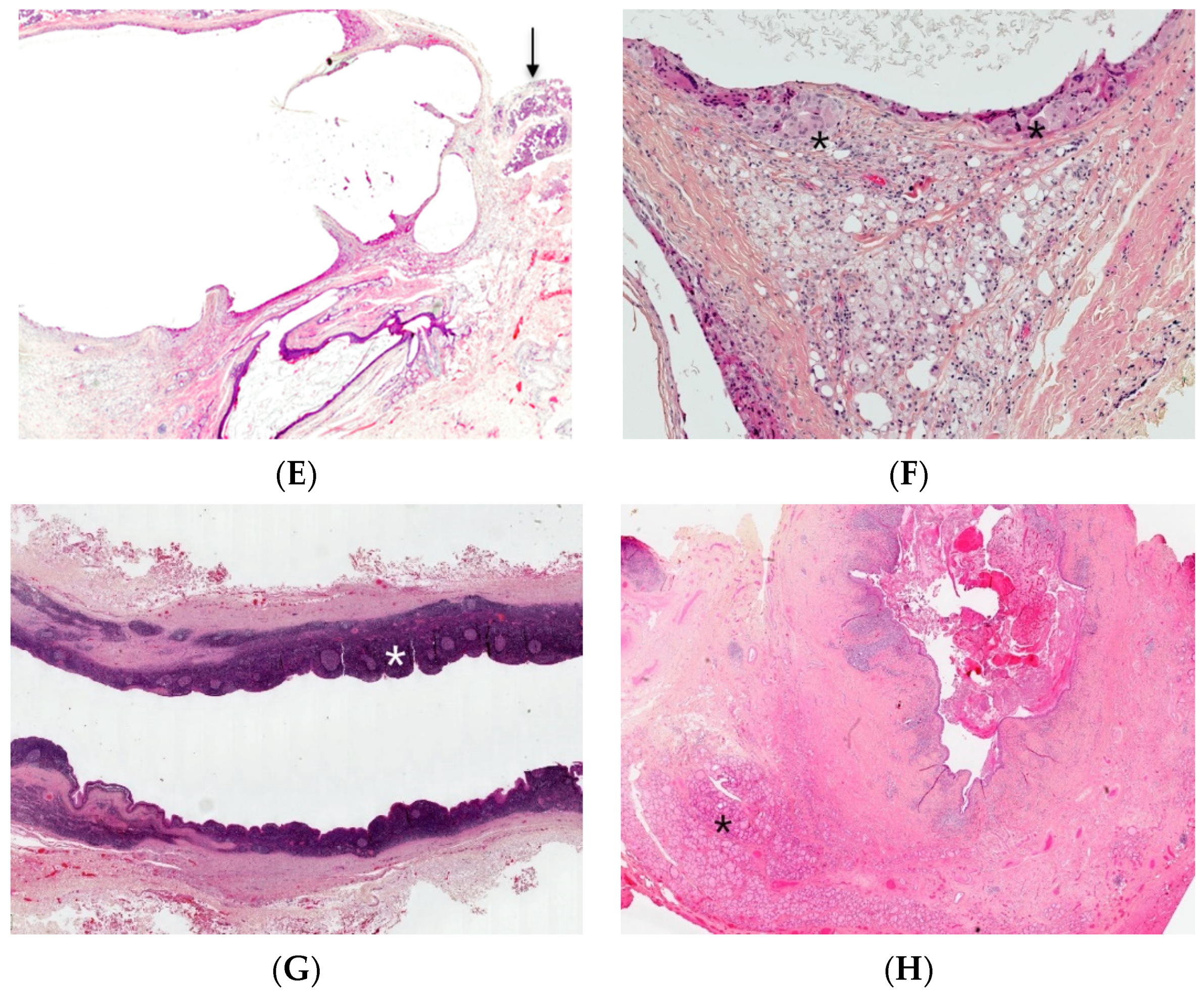 Dermatopathology 08 00039 g003b 550