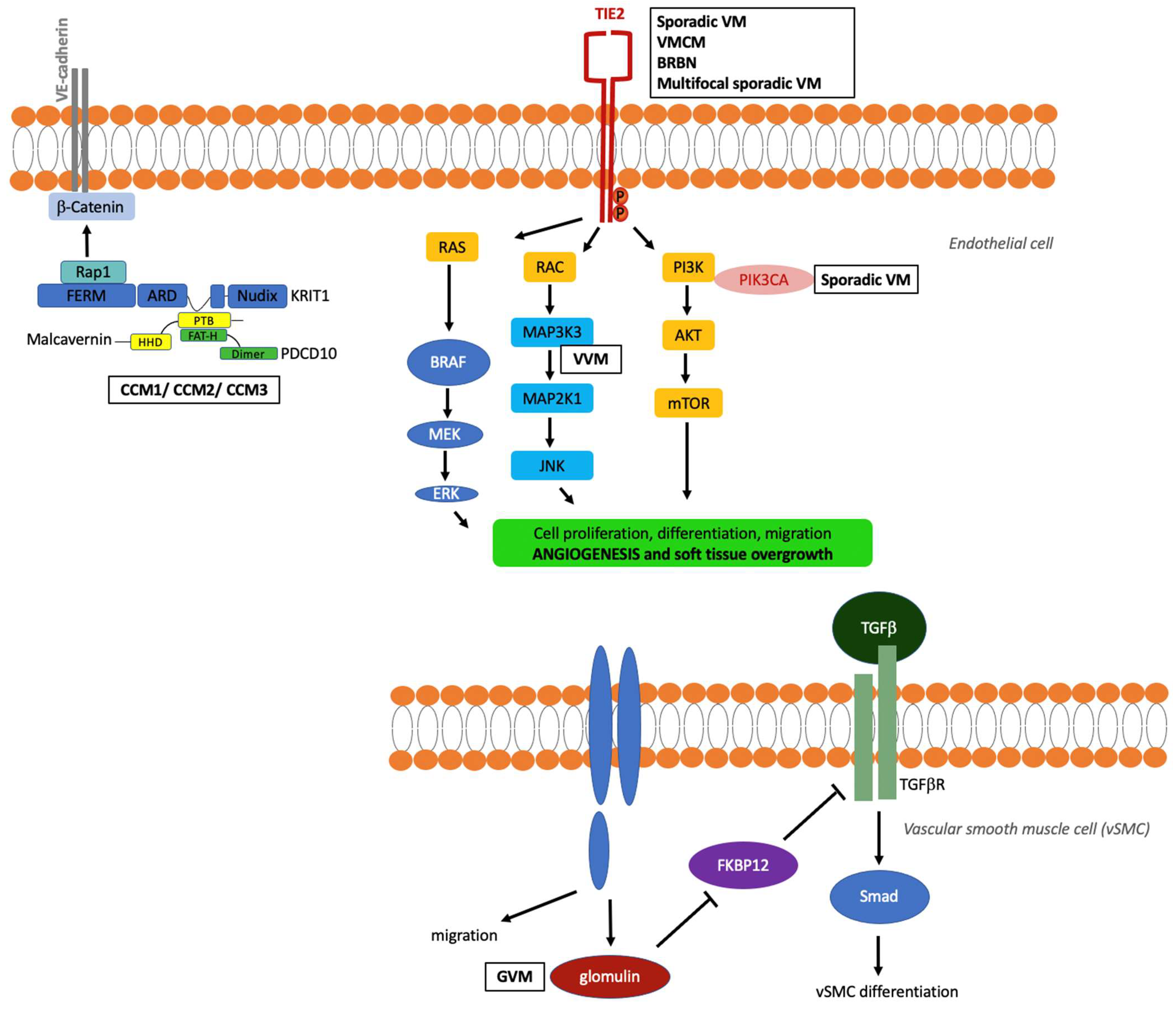 Dermatopathology 08 00050 g002 550