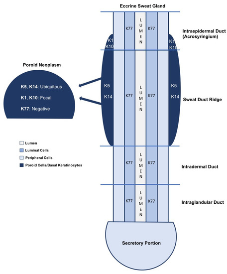 Dermatopathology 09 00007 g001 550