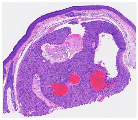 Dermatopathology 09 00007 g003 550