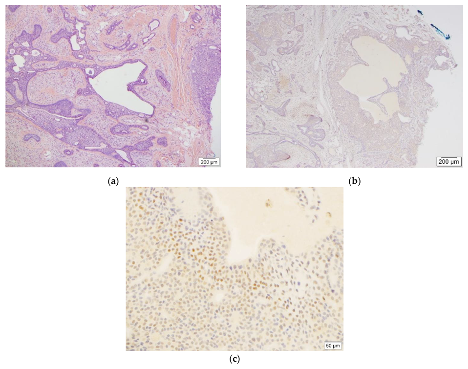 Dermatopathology 09 00008 g002