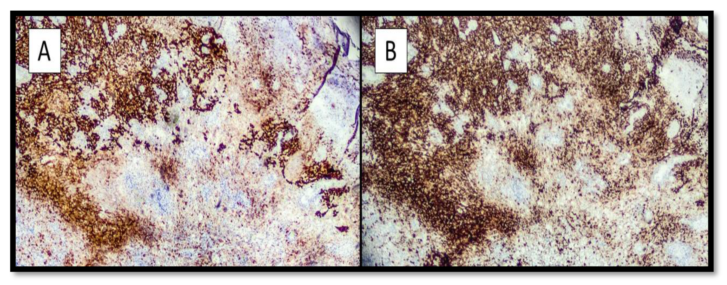 Dermatopathology 09 00013 g002