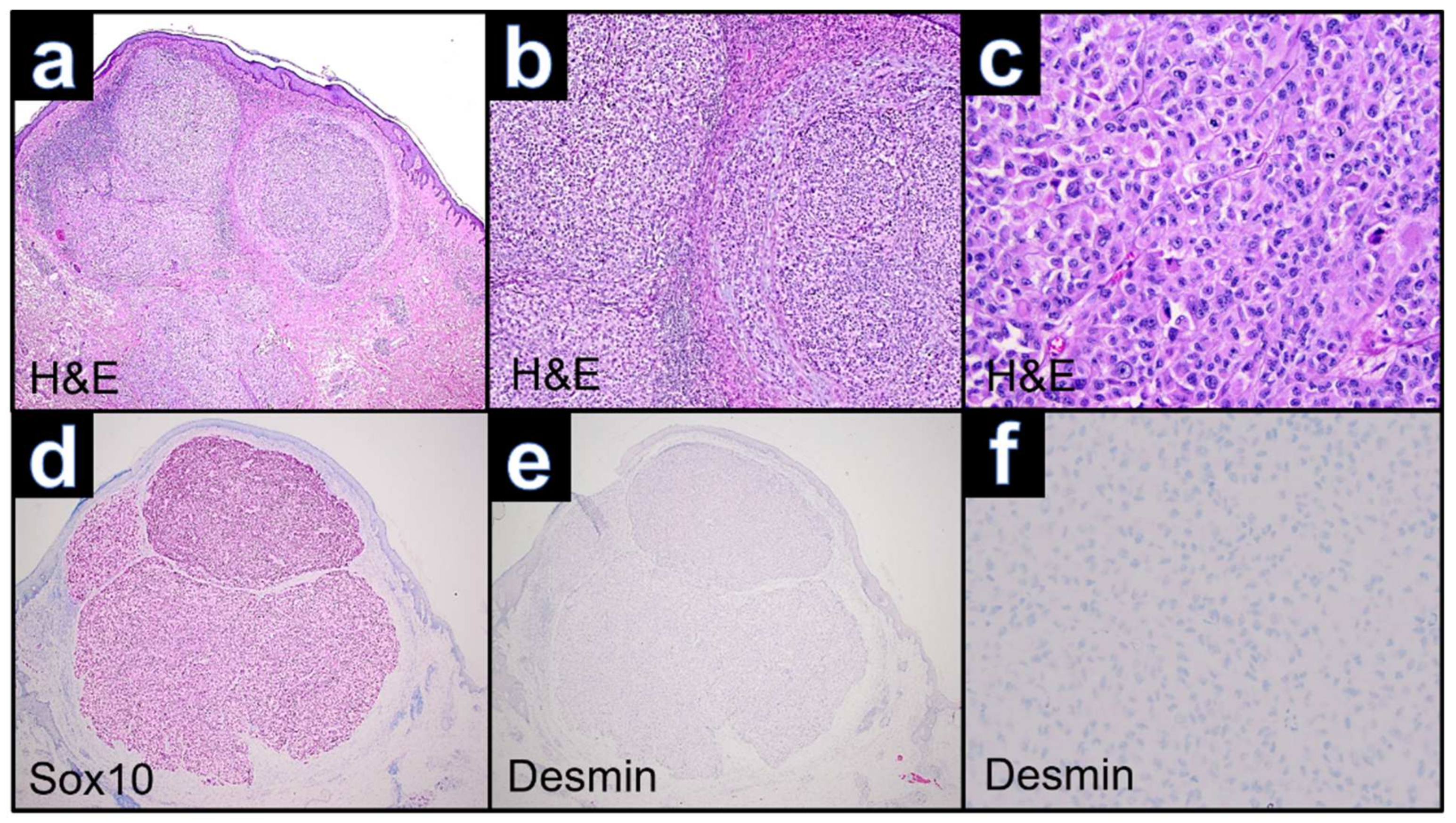 Dermatopathology 09 00019 g004 550
