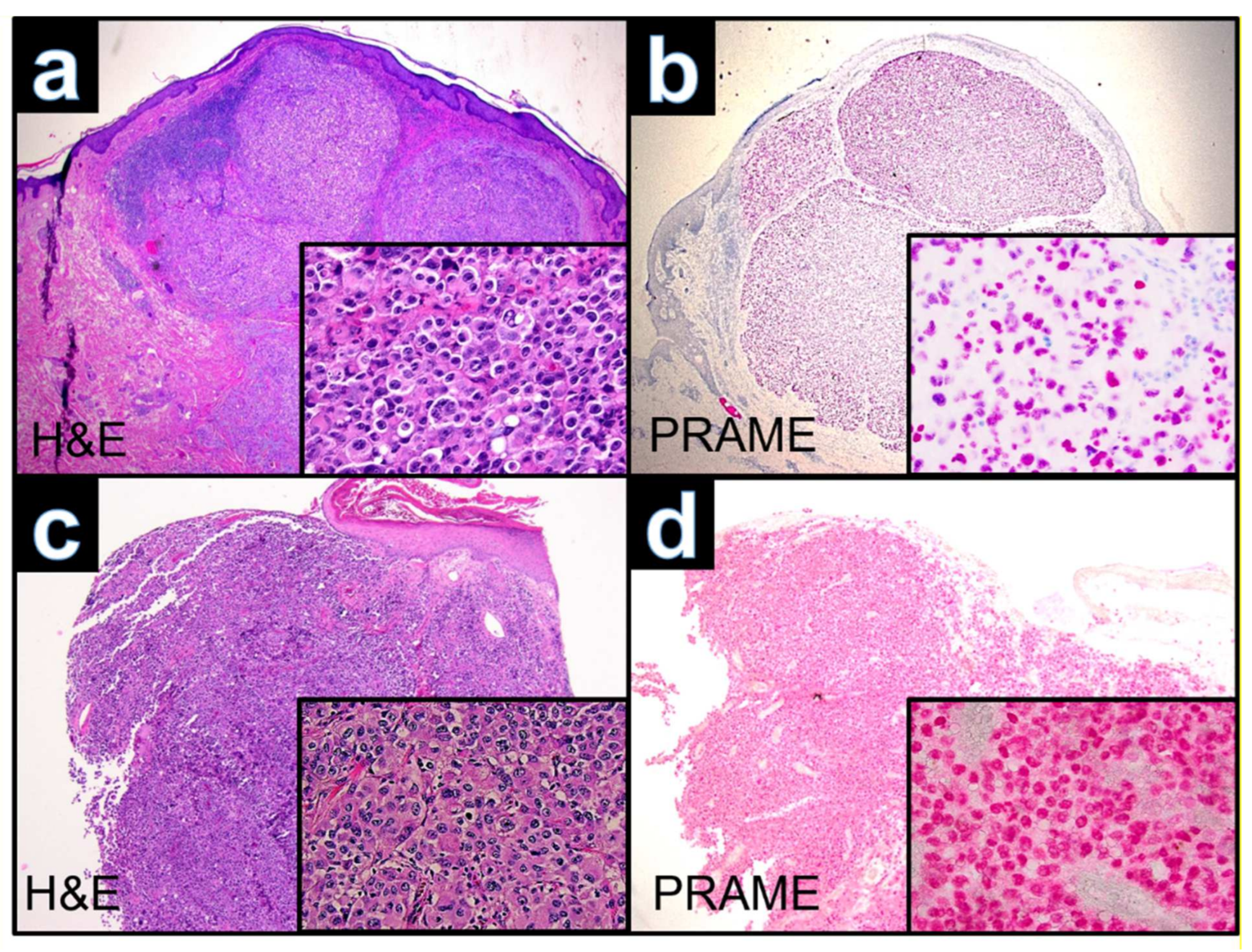 Dermatopathology 09 00019 g005 550