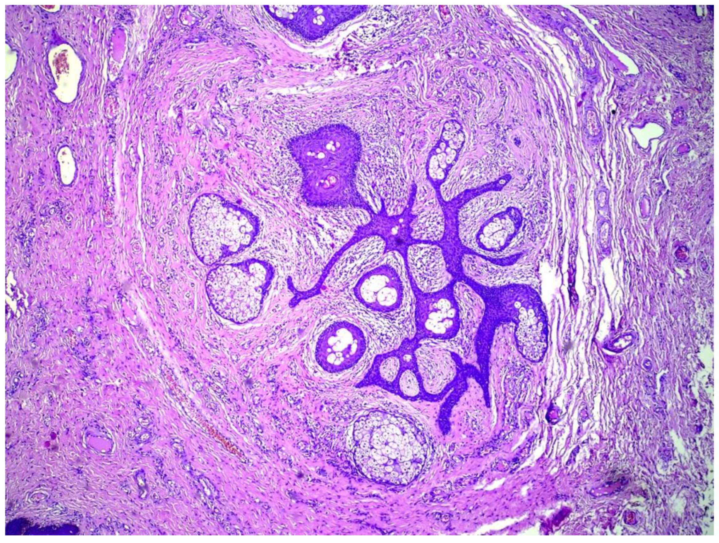 Dermatopathology 09 00032 g002