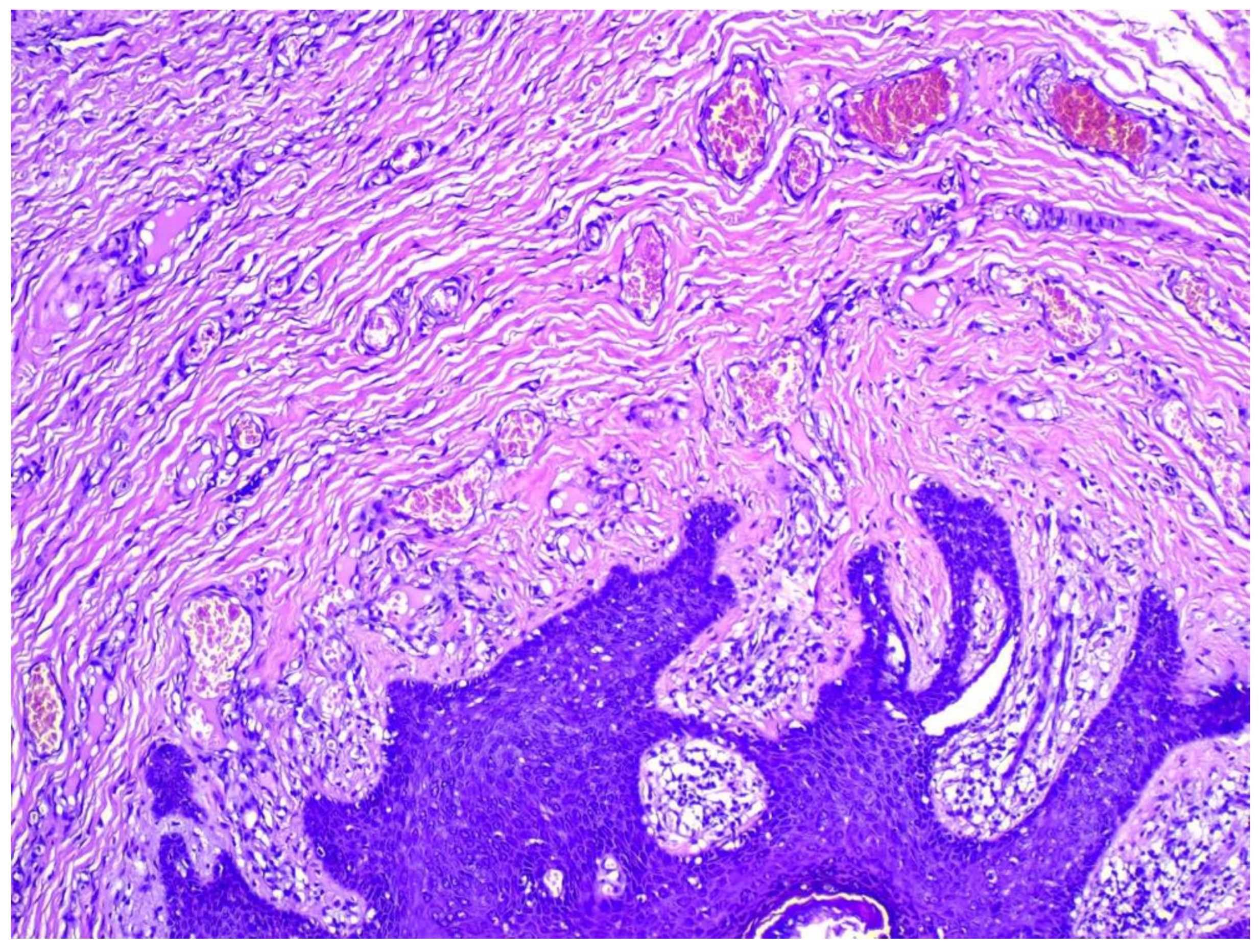 Dermatopathology 09 00032 g003