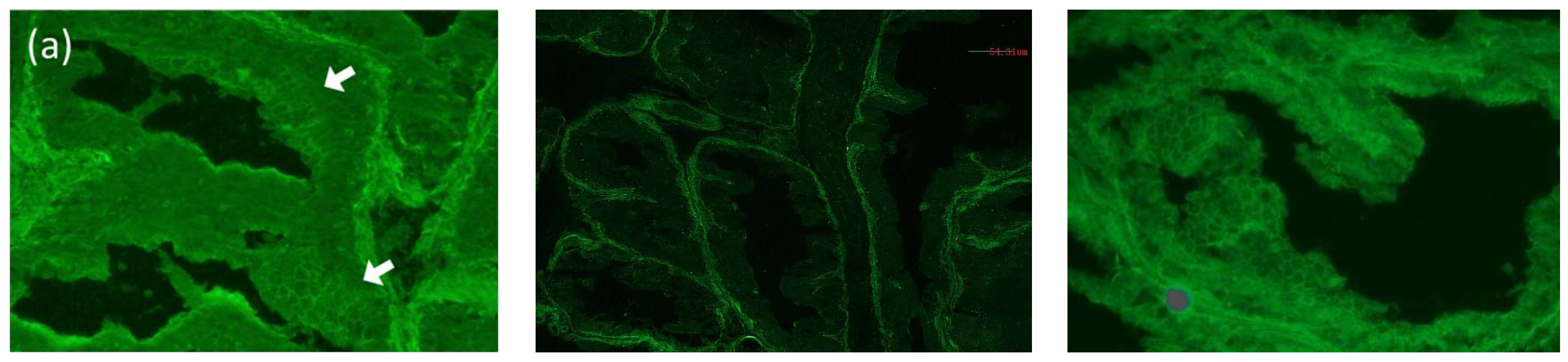Dermatopathology 09 00034 g002a 550