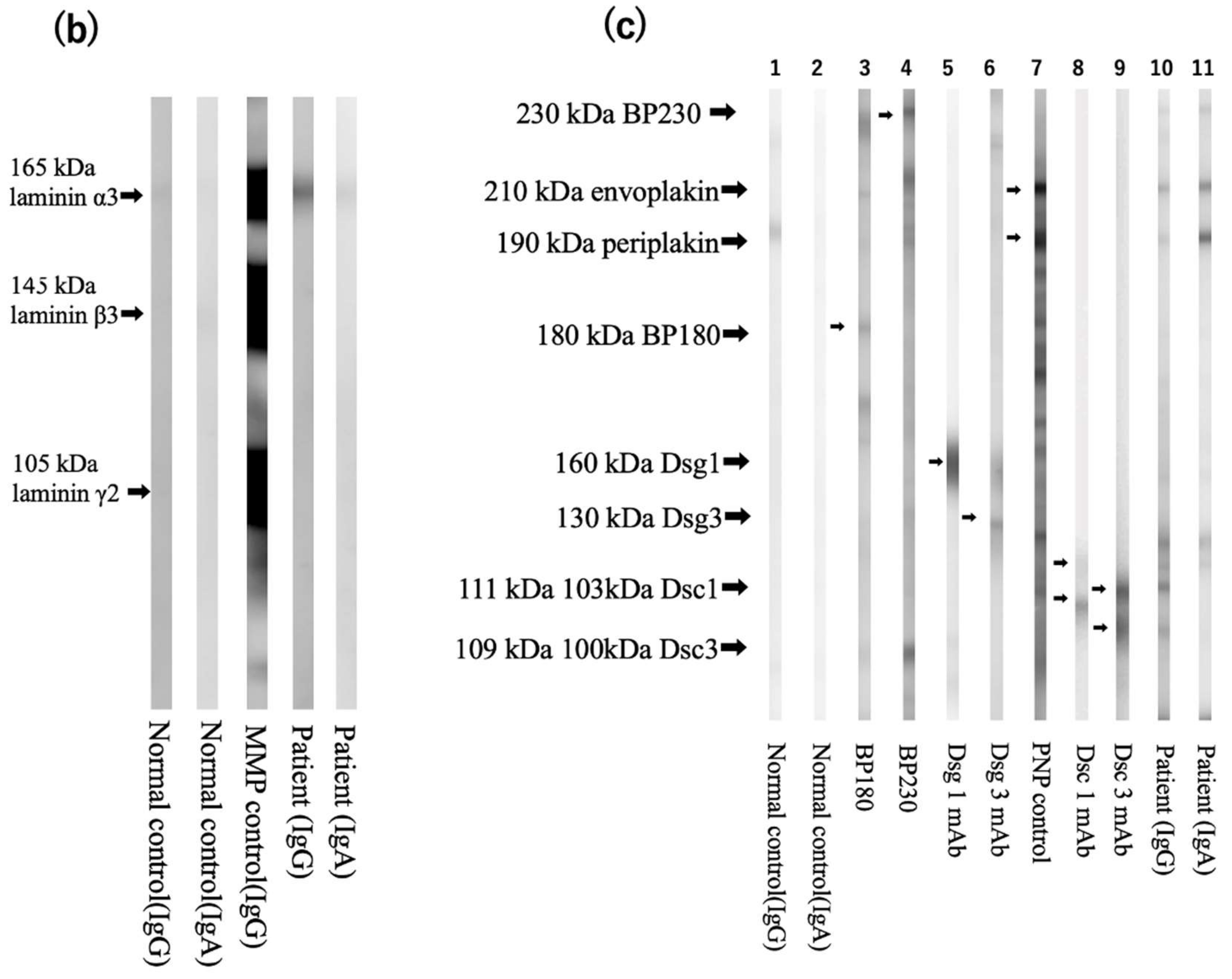 Dermatopathology 09 00034 g002b 550