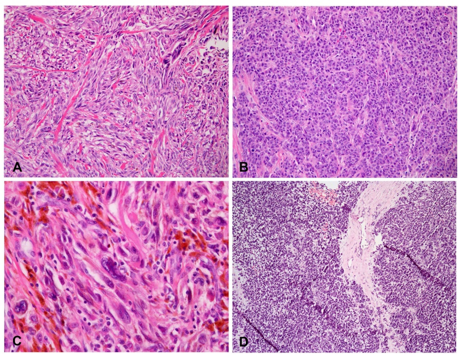 Dermatopathology 09 00035 g007