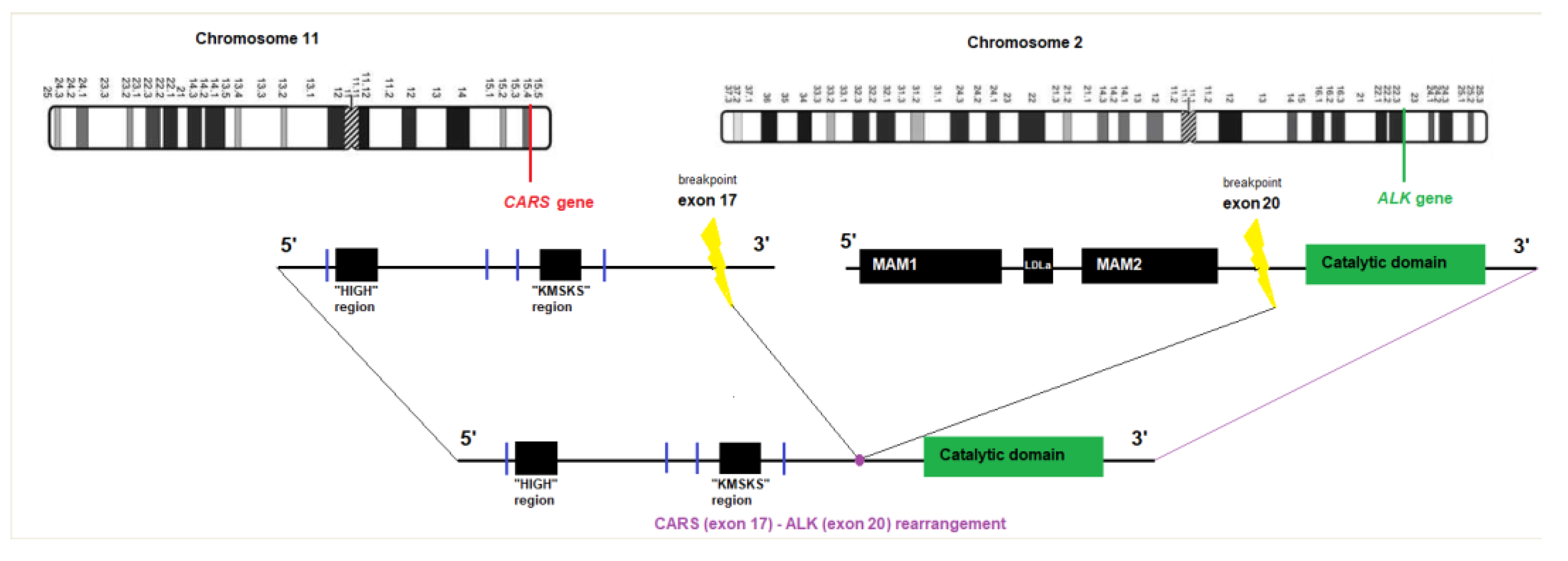 Dermatopathology 10 00003 g002 Dermatopathology 10 00003 g002