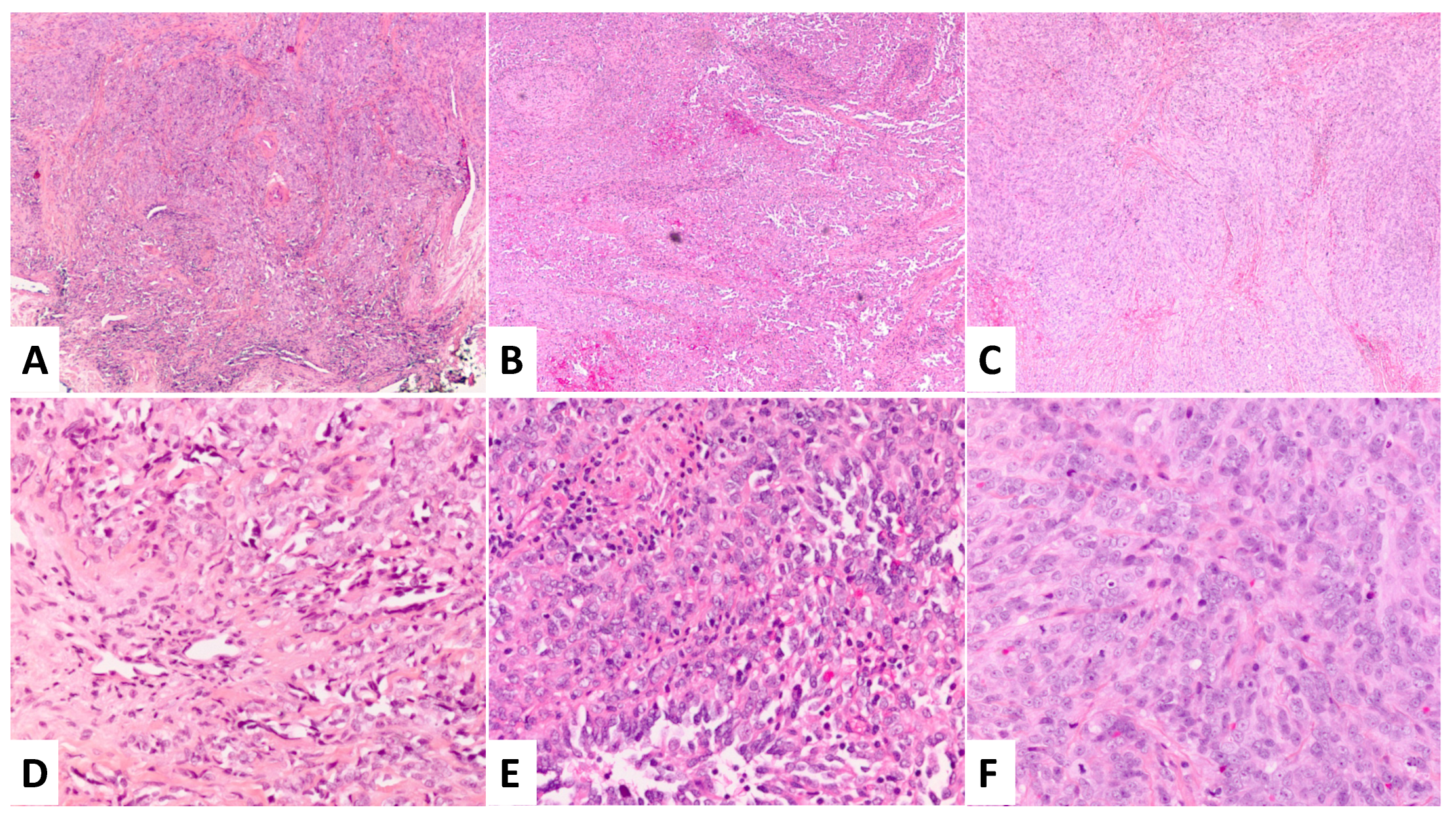 Dermatopathology 10 00005 g001