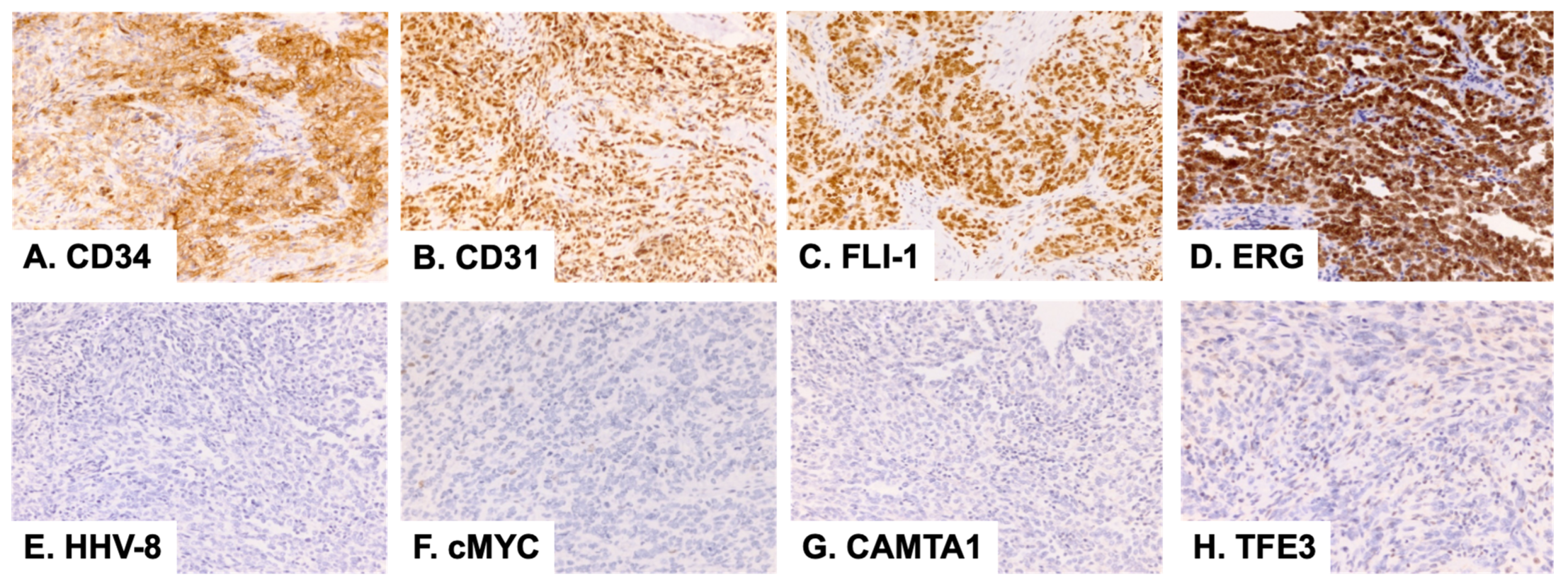 Dermatopathology 10 00005 g002