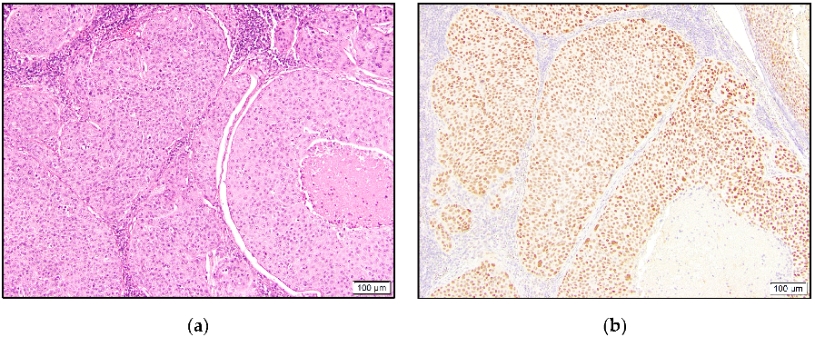 Dermatopathology 10 00011 g003 550