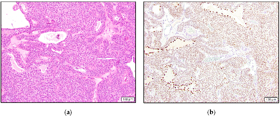 Dermatopathology 10 00011 g004 550