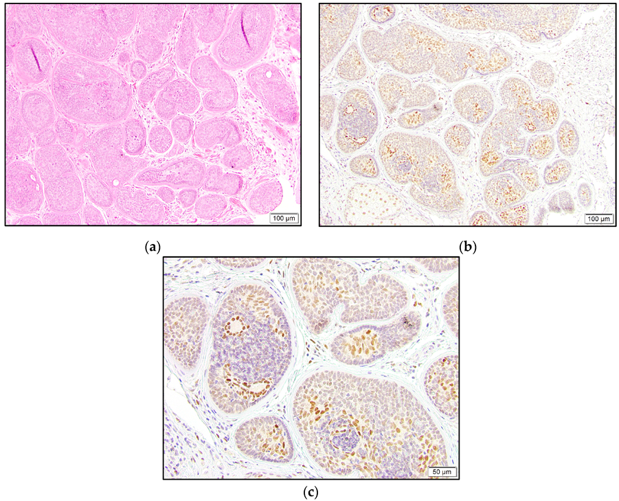 Dermatopathology 10 00011 g007 550