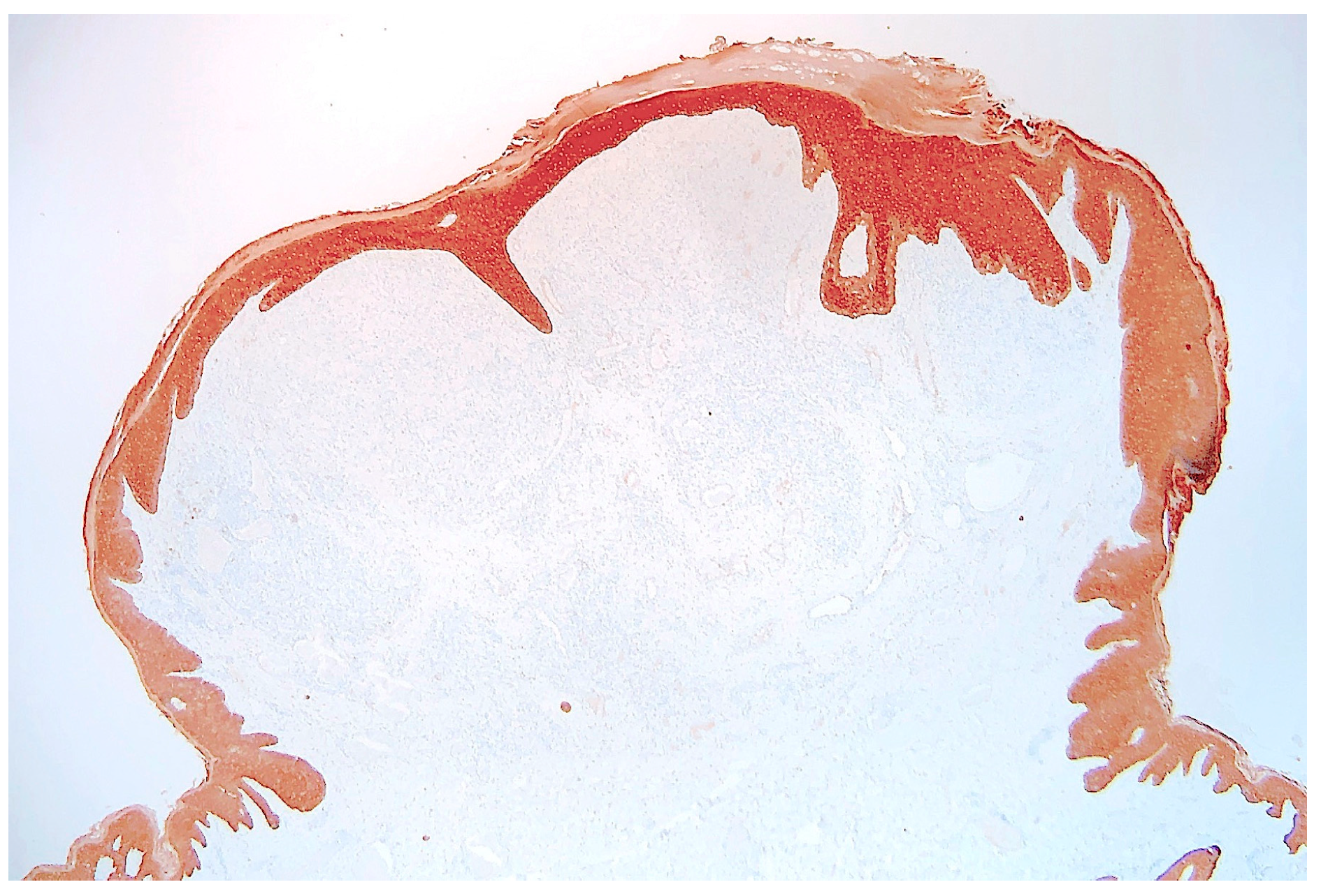 Dermatopathology 10 00017 g009