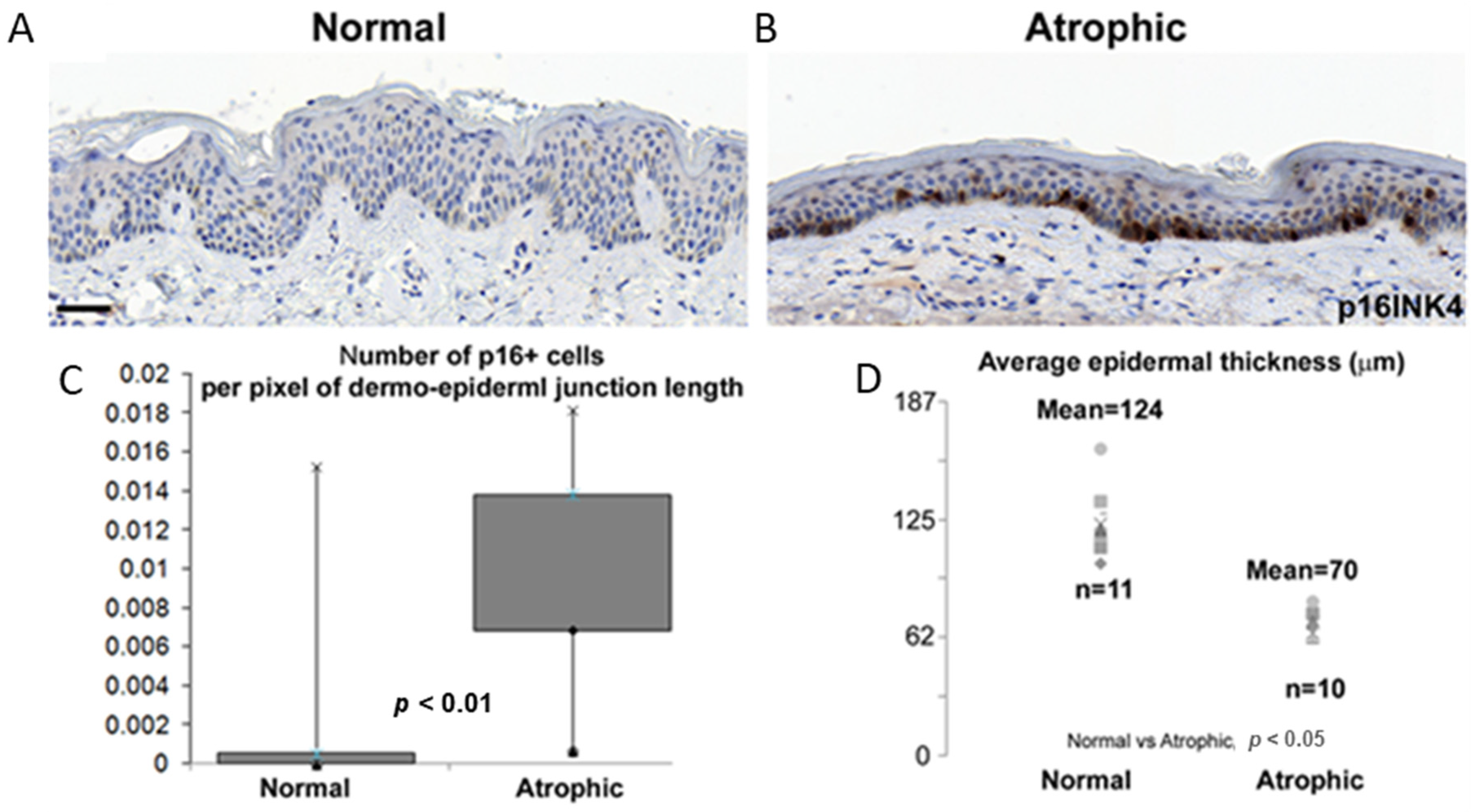 Dermatopathology 10 00024 g001 Dermatopathology 10 00024 g001