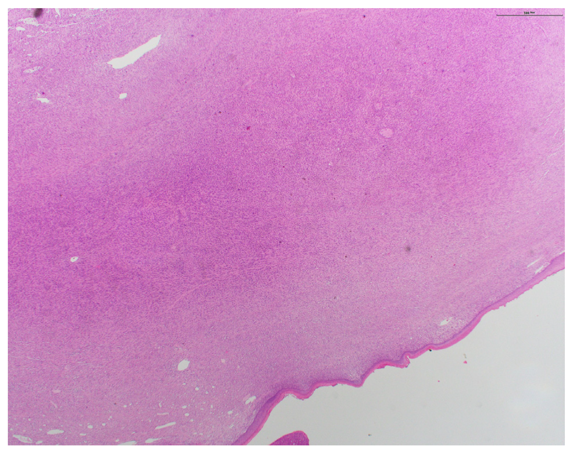 Dermatopathology 11 00003 g003