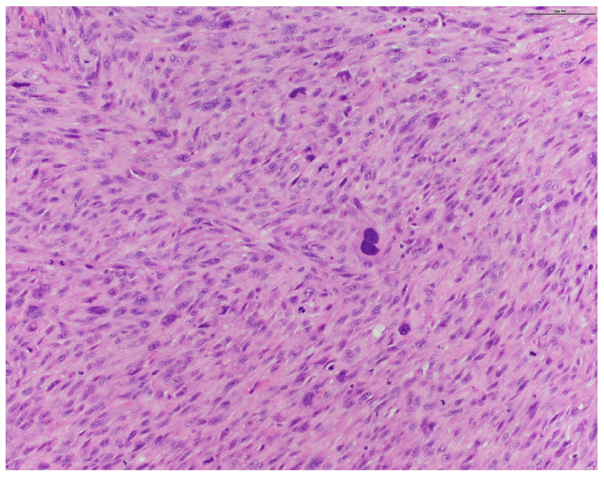 Dermatopathology 11 00003 g004