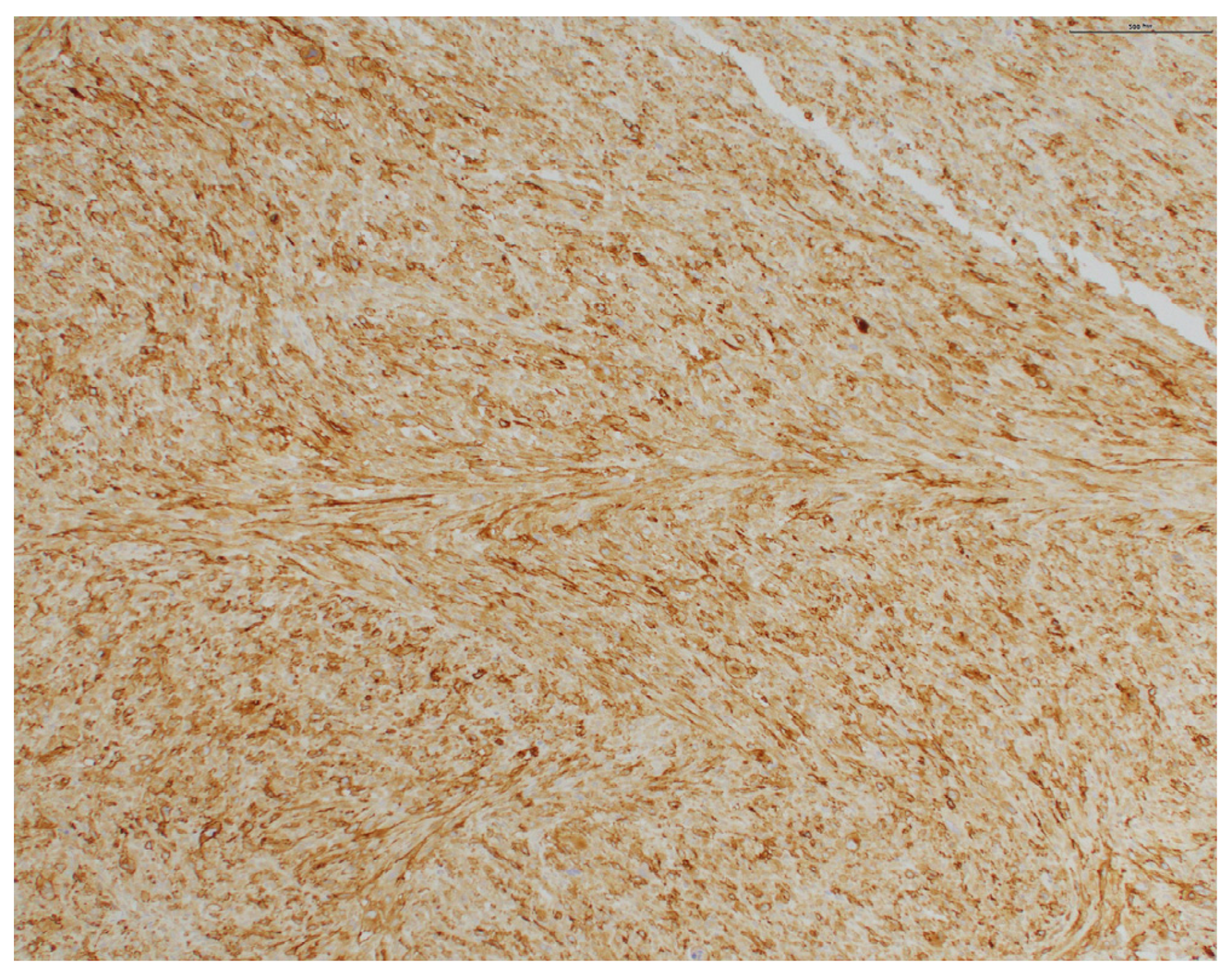 Dermatopathology 11 00003 g005