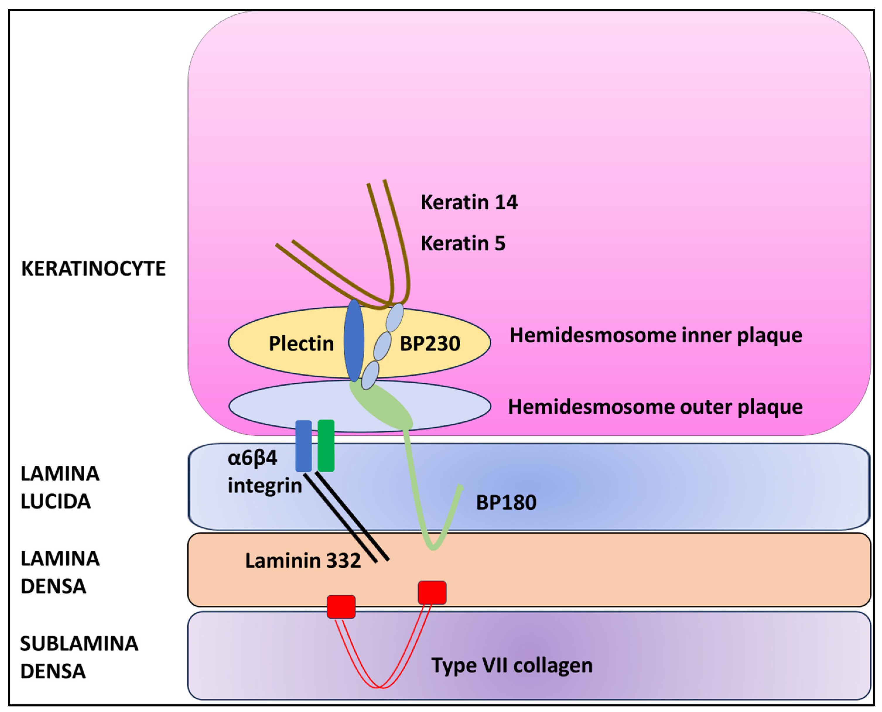Dermatopathology 11 00008 g001