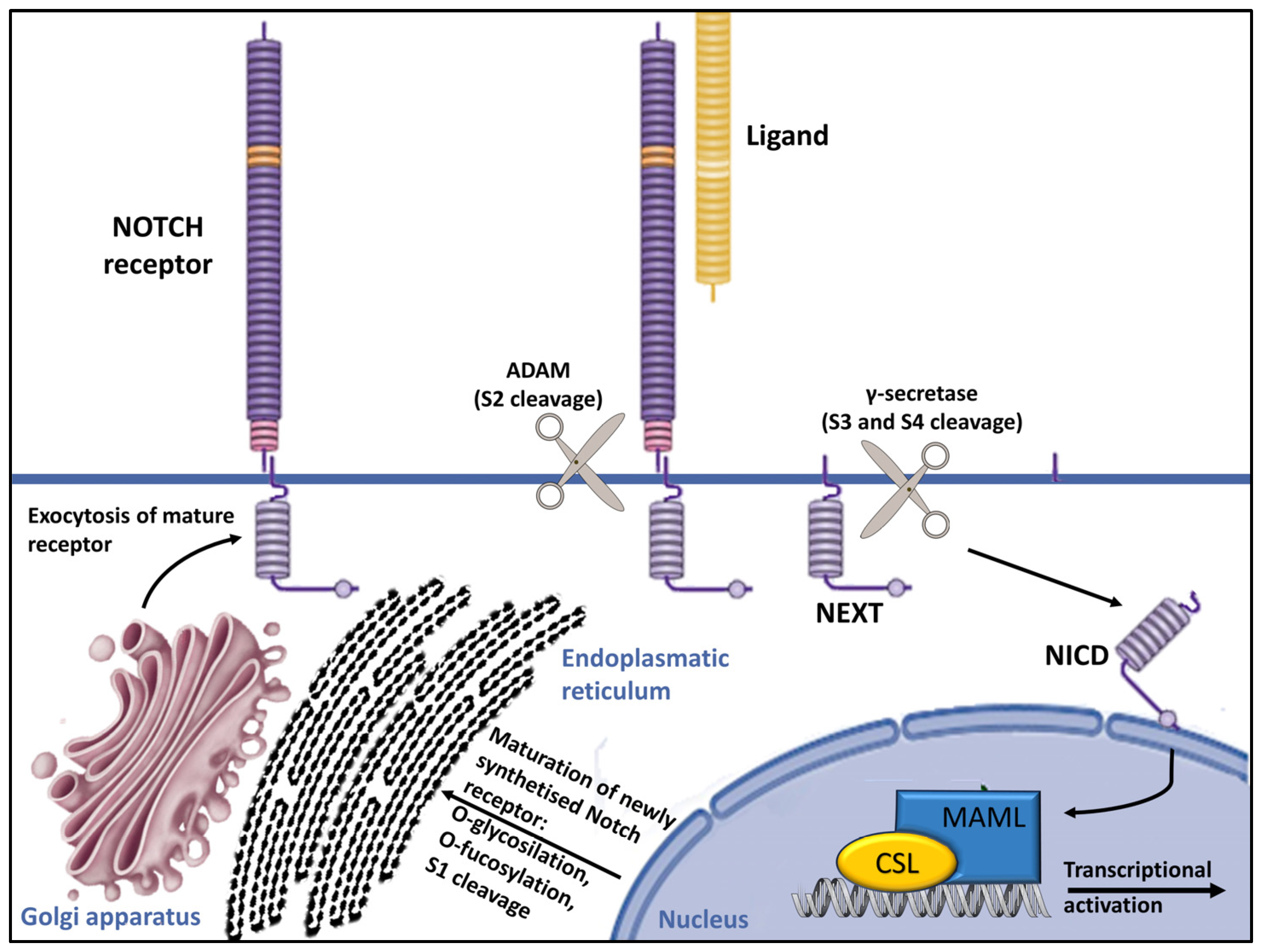 Dermatopathology 11 00008 g002