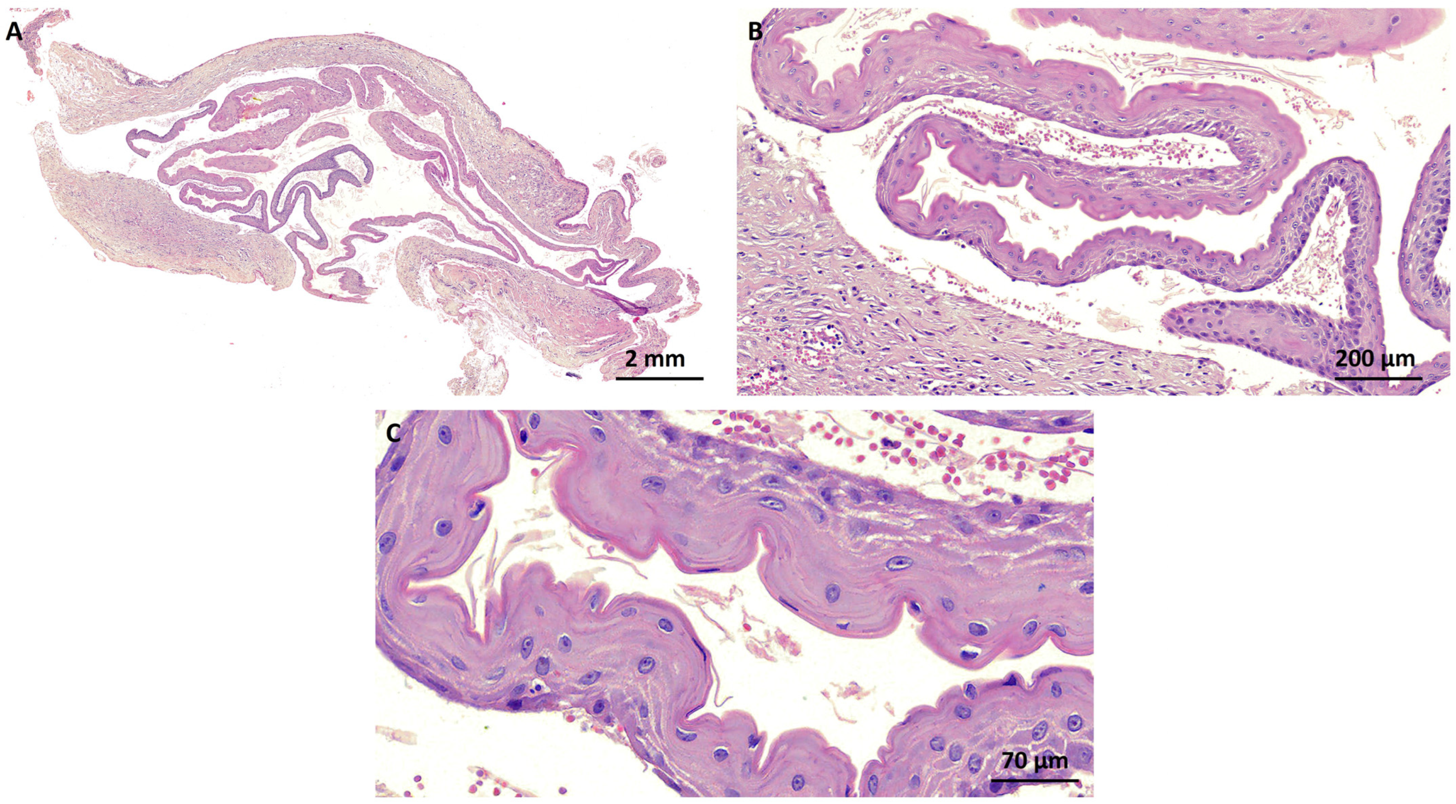 Dermatopathology 11 00014 g002