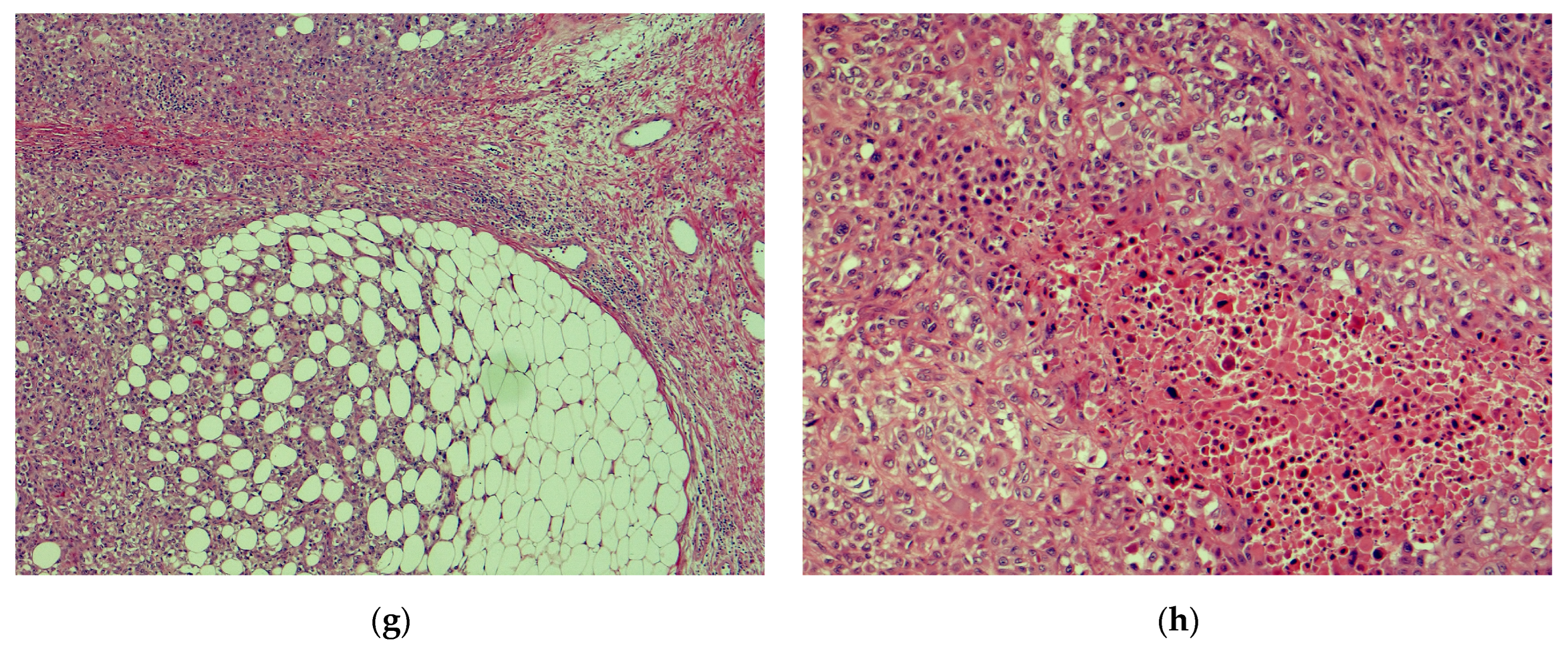 Dermatopathology 11 00019 g001b Dermatopathology 11 00019 g001b