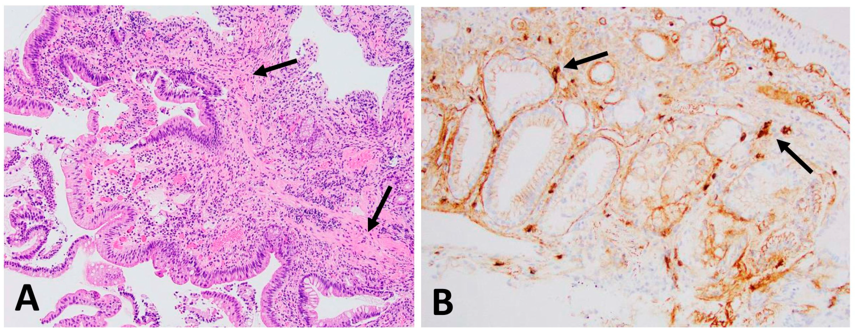 Dermatopathology 11 00023 g003
