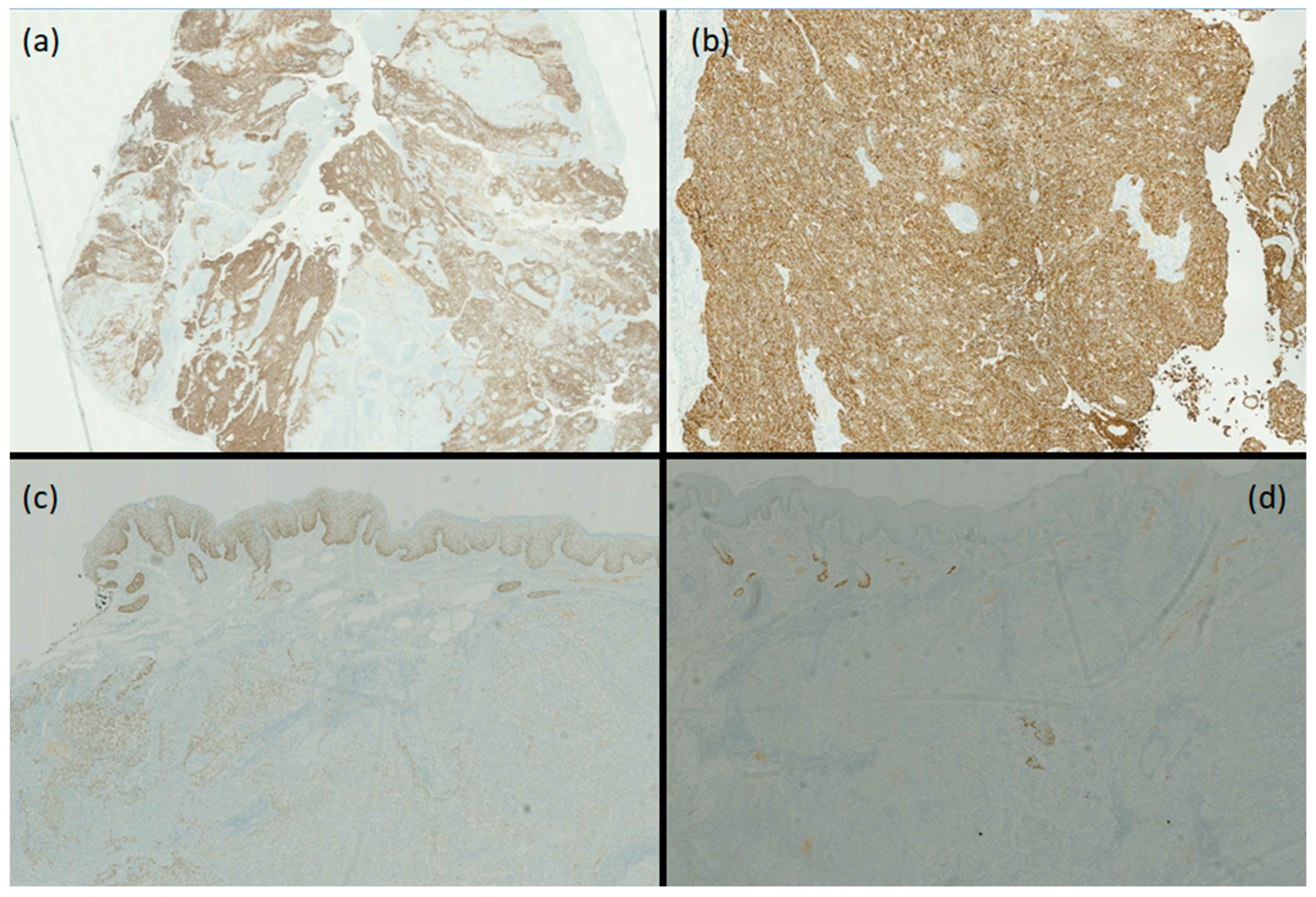 Dermatopathology 11 00028 g003