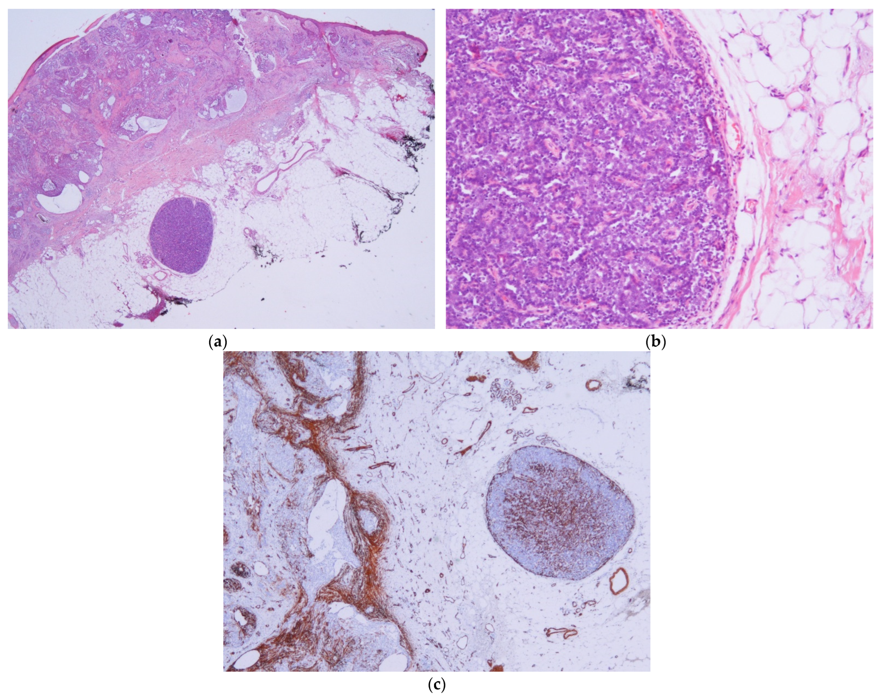 Dermatopathology 11 00032 g005