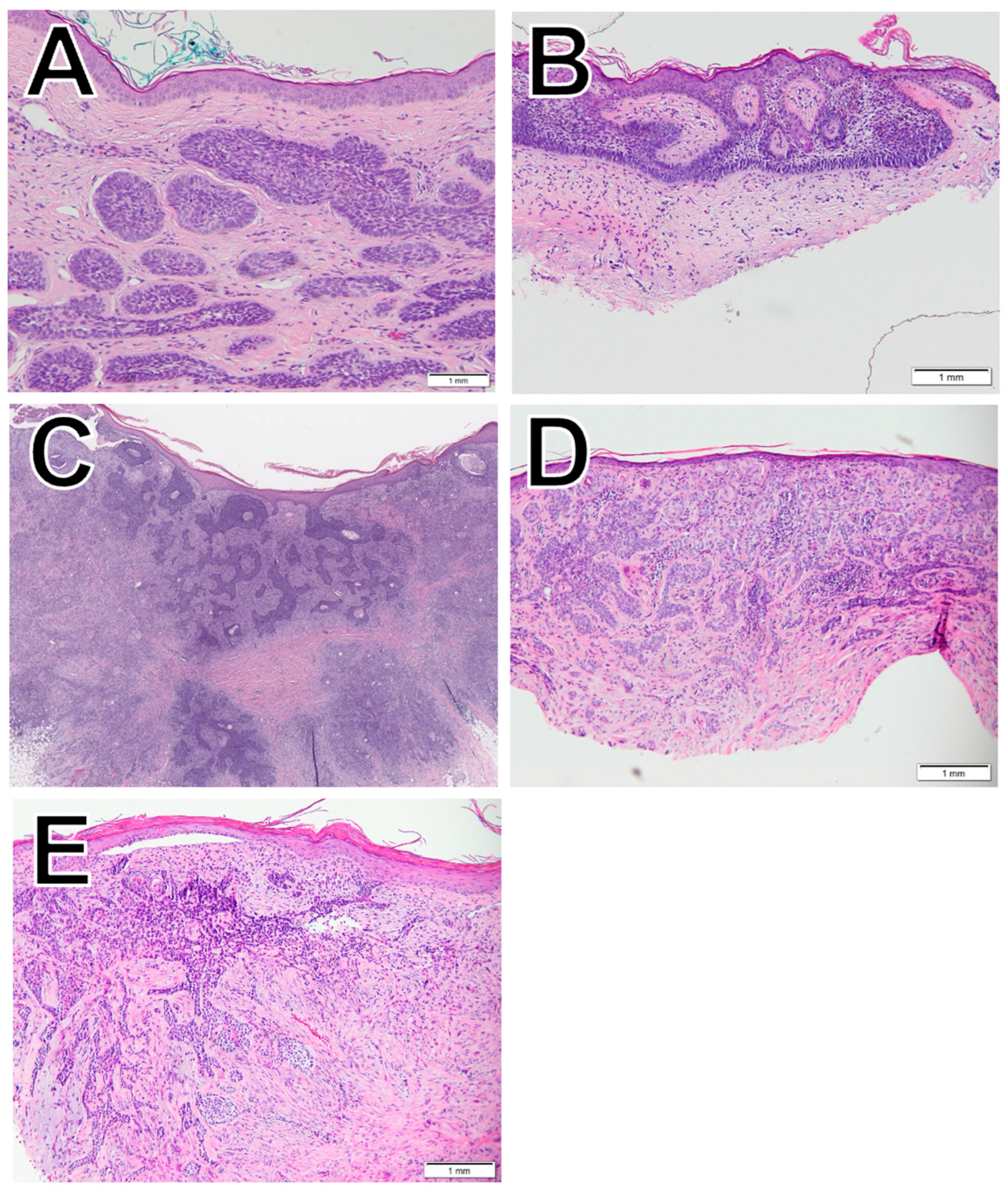 Dermatopathology 11 00033 g001
