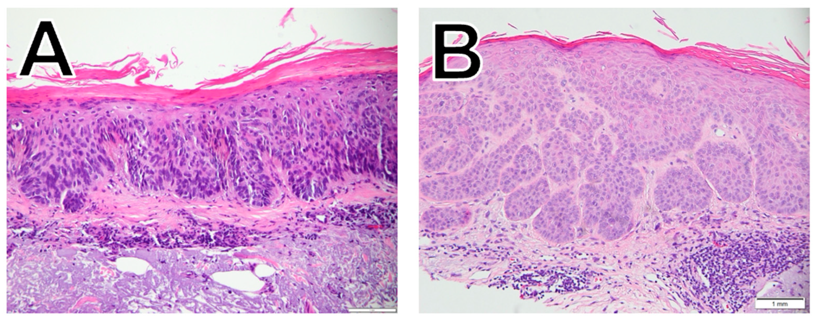 Dermatopathology 11 00033 g002